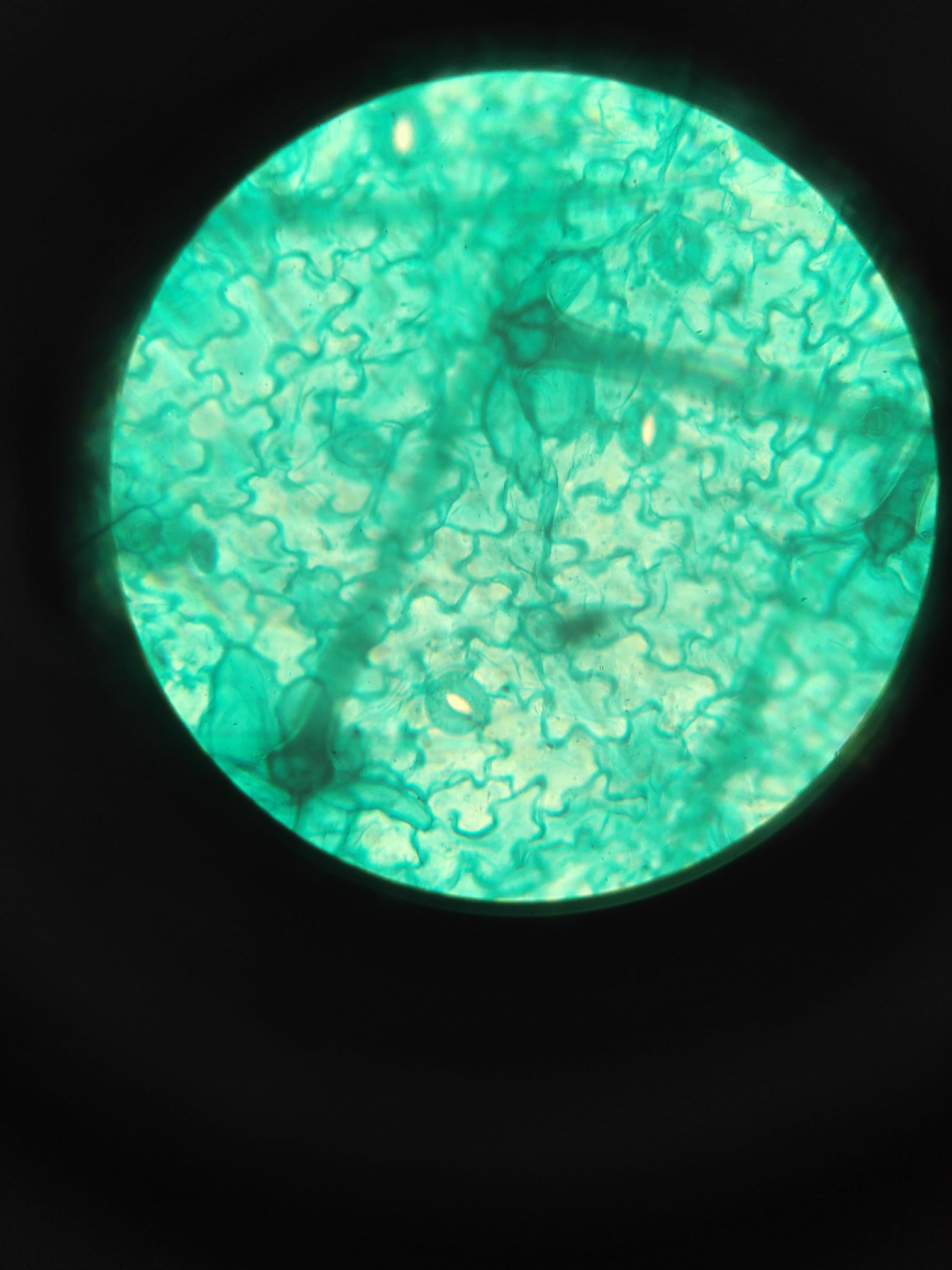 实体显微镜AT4100 - 显微镜奥凯视