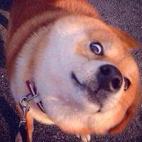 Zhihu profile picture for @kamille