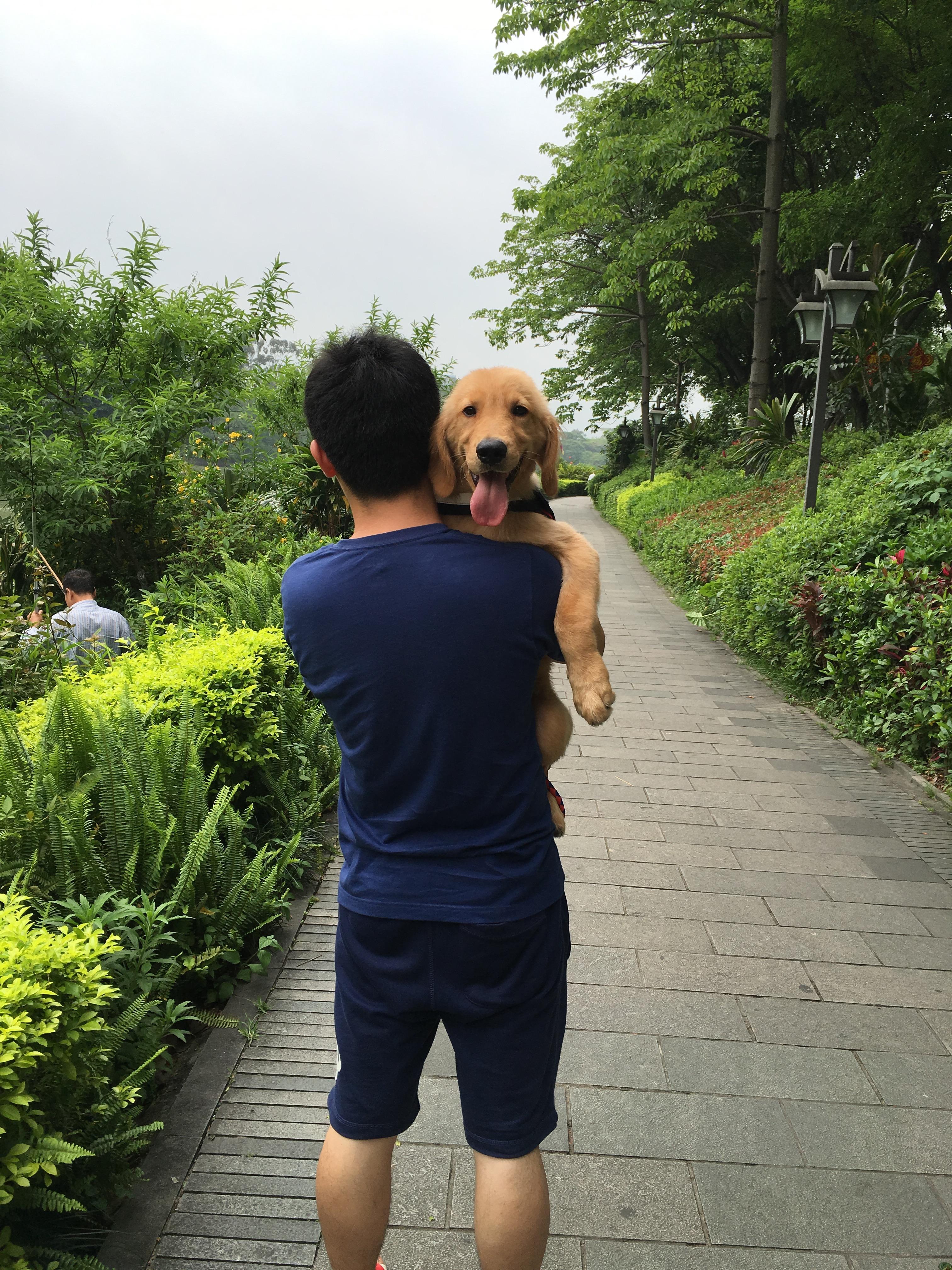 Hình ảnh Dẫn Chó đi Dạo Của Tuổi Trẻ PNG Miễn Phí Tải Về - Lovepik