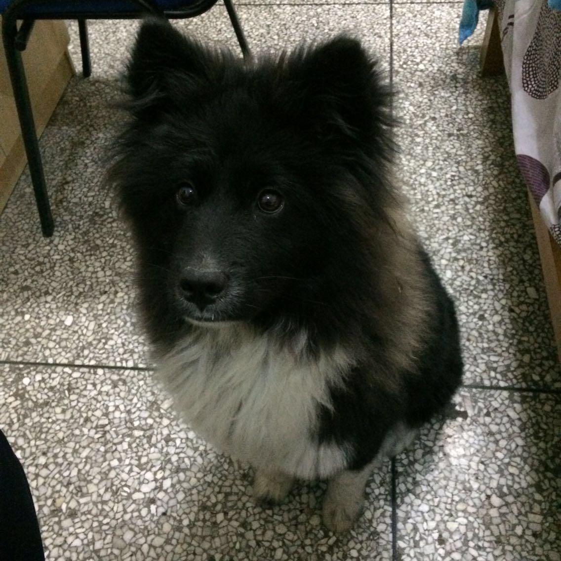 德牧和拉布拉多混血的犬性格温顺不?会不会像德牧比较凶悍? - 知乎