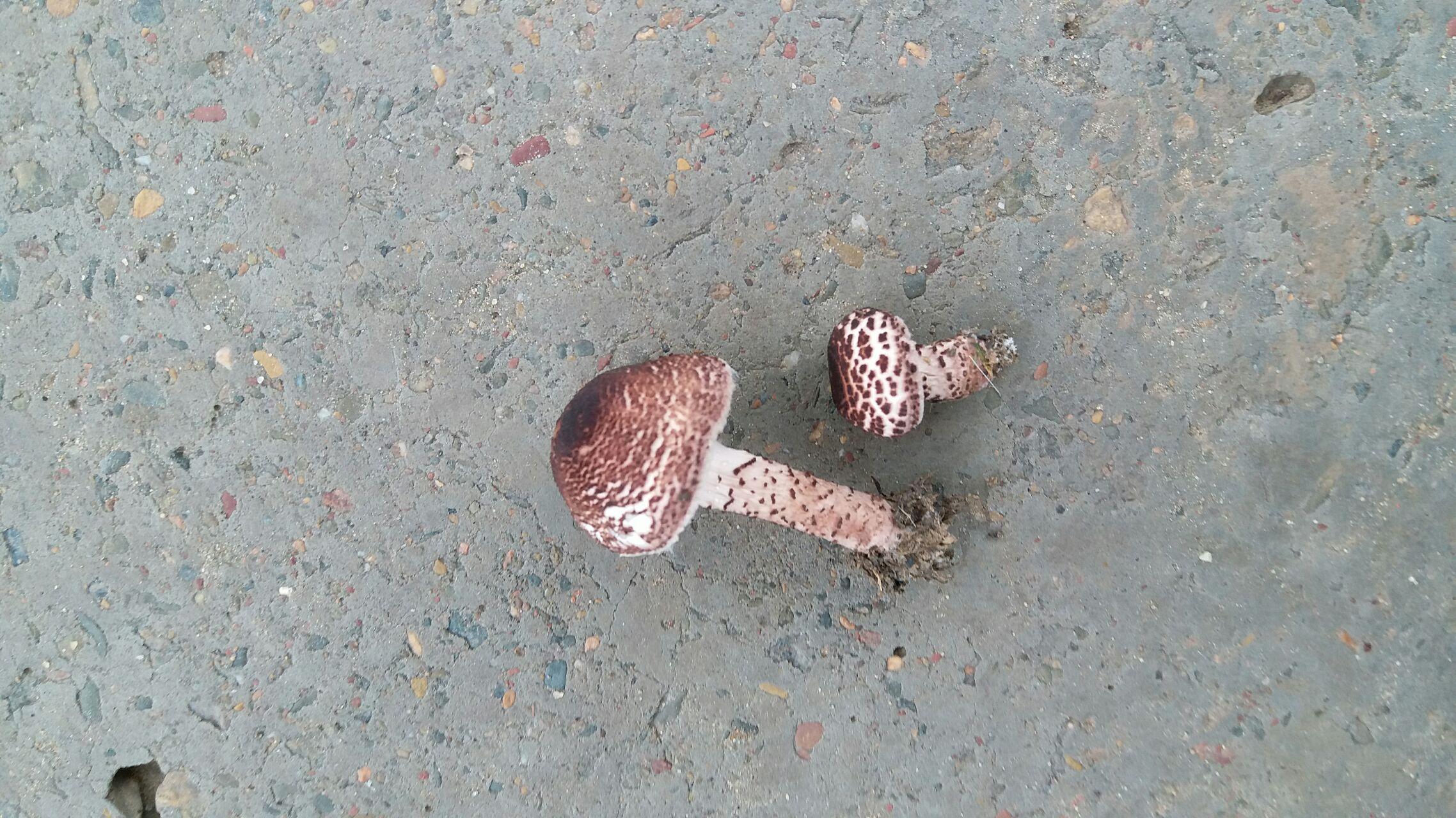 看到了几个蘑菇,有没有人能告诉我这是什么品