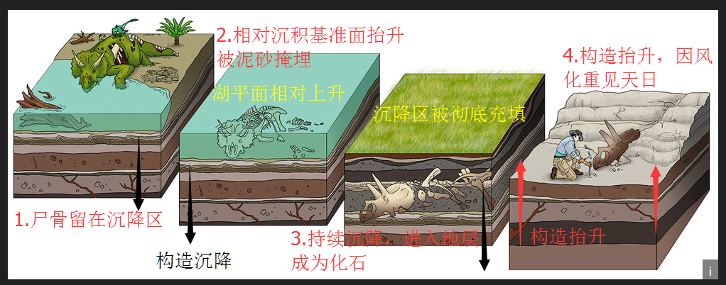 化石是怎么形成的简介图片