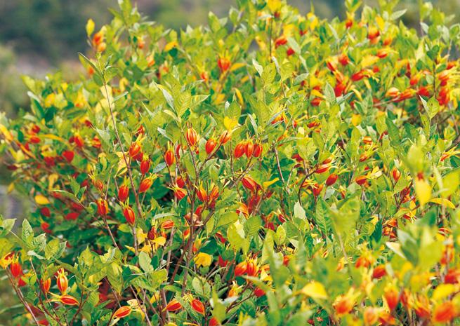 有没有红栀子花