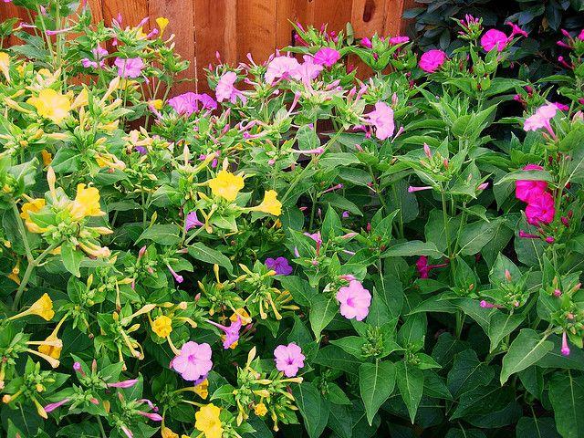 按这个说法,下午开花时候也该是洗澡或吃饭的时间了,但四点钟……似乎