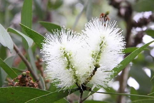 秋天如何与一种植物发生关系