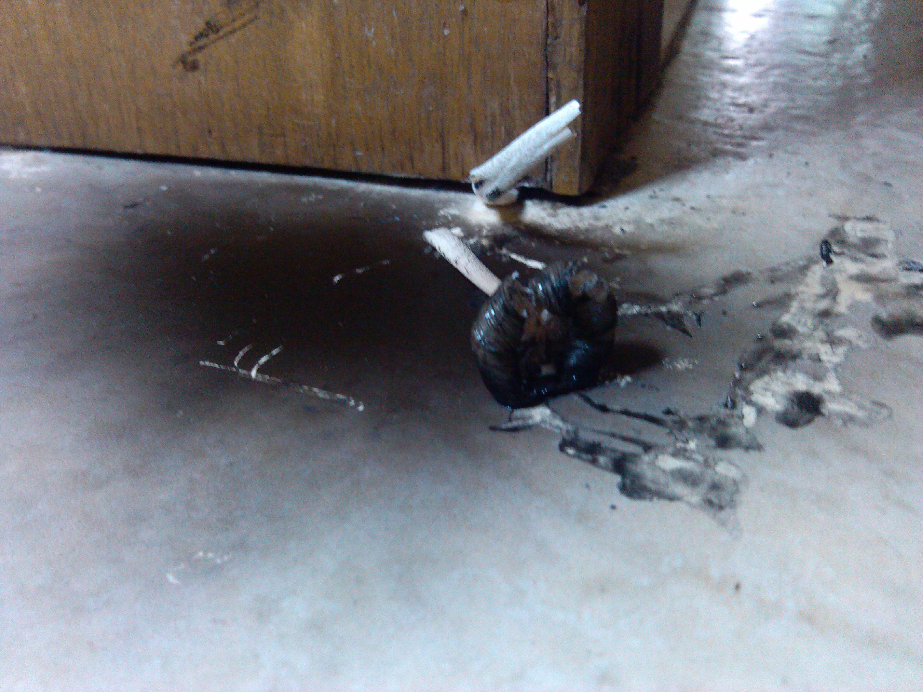 这支黑蘑菇叫什么名字?