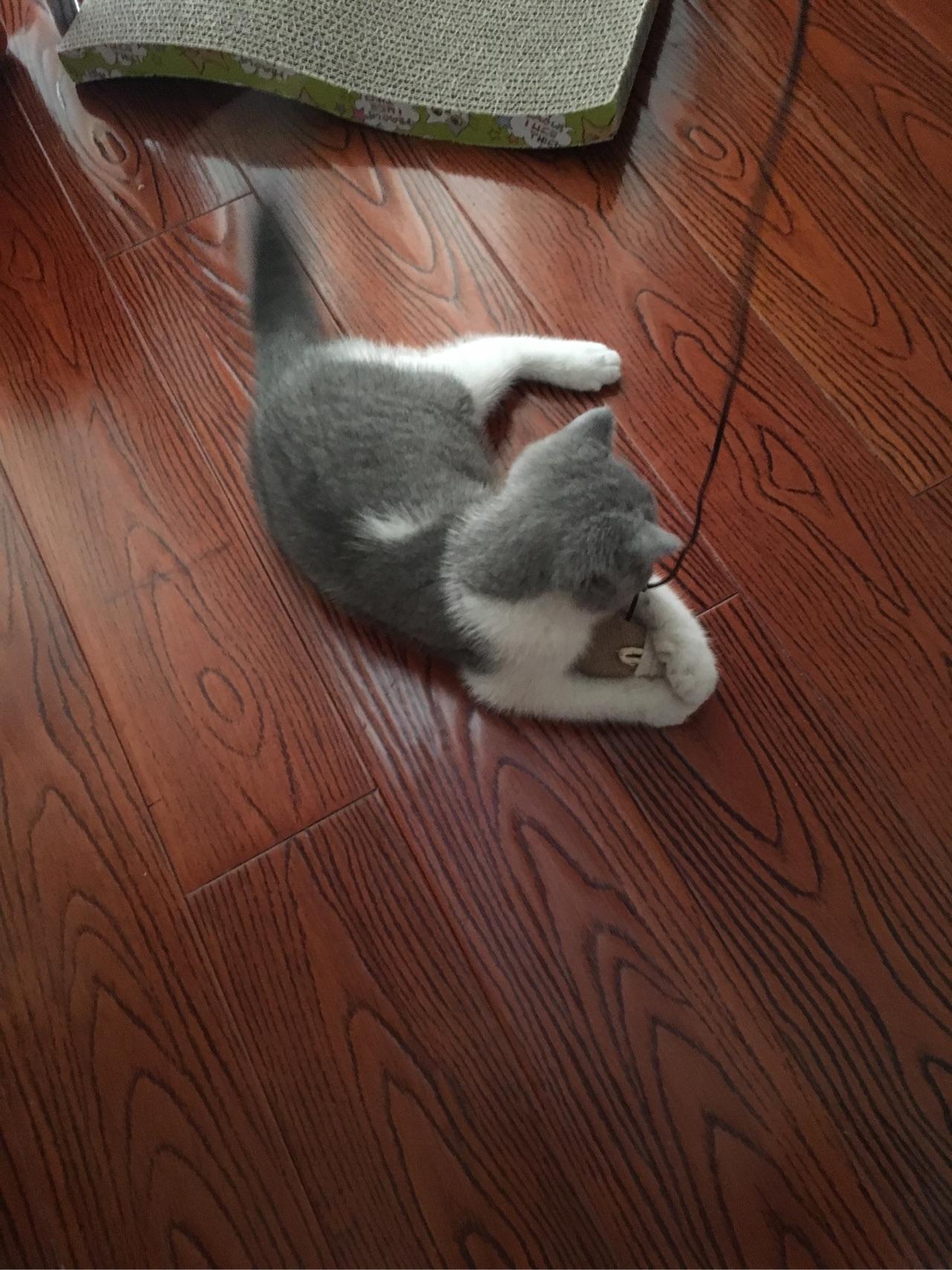 你家的猫喜欢玩什么玩具? - 养猫 - 知乎