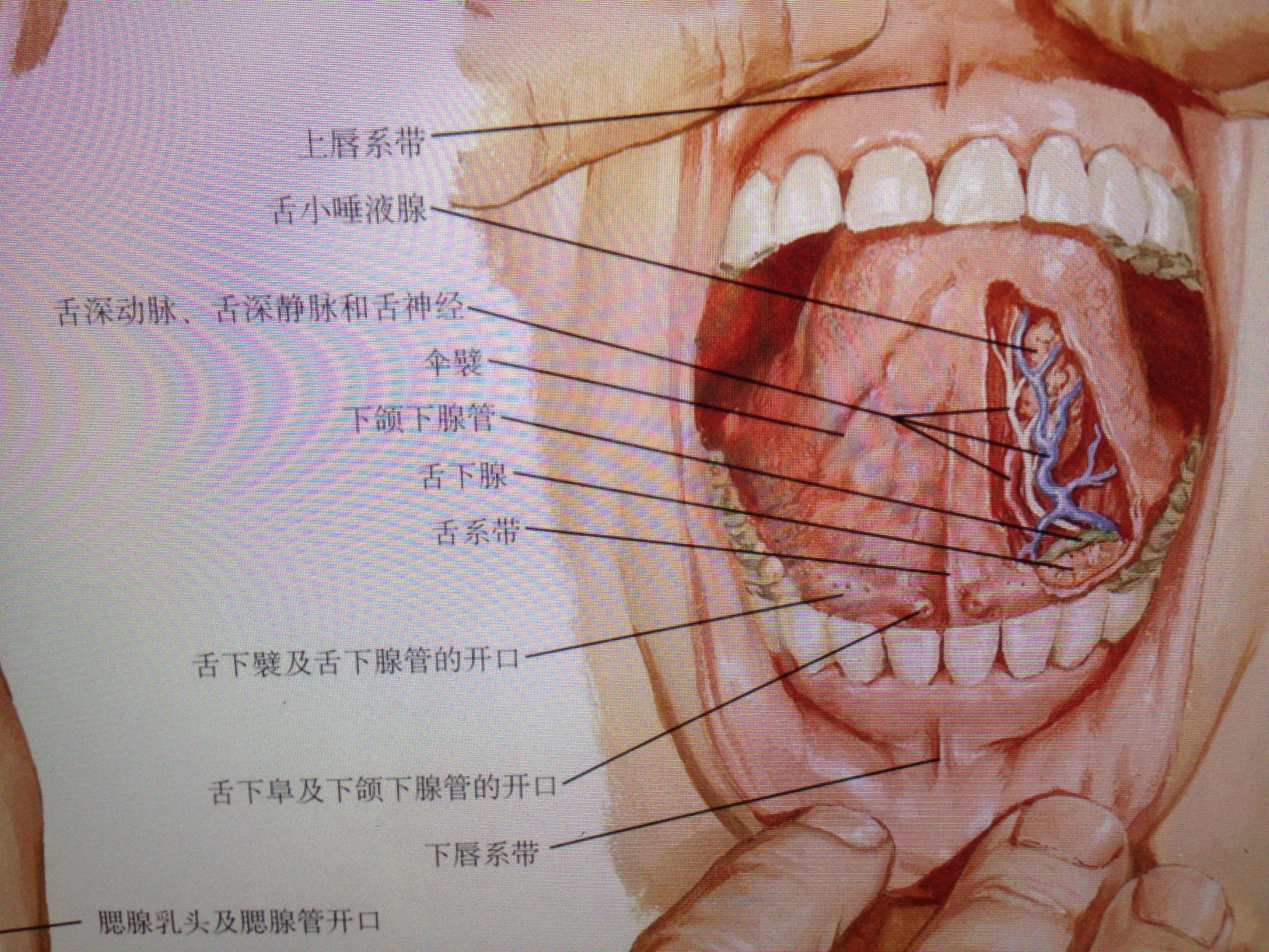 唾液腺导管开口图片