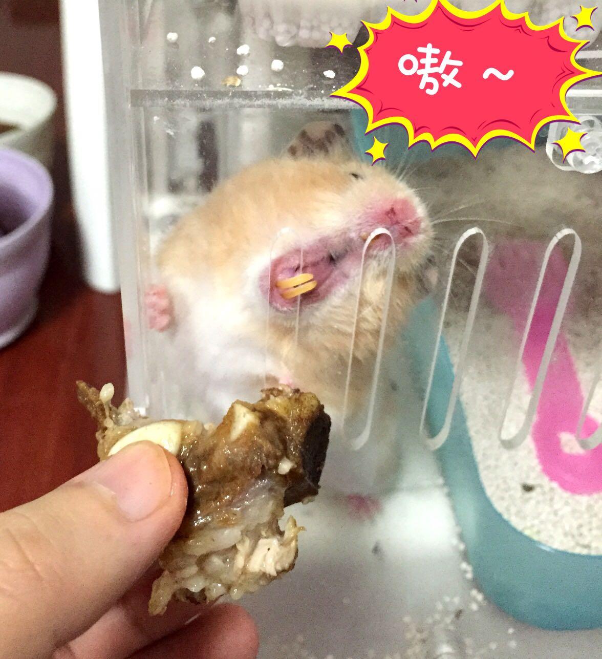 嚯嚯嚯嚯我家的仓鼠牙怎麽黄了这是怎么了你们的有吗