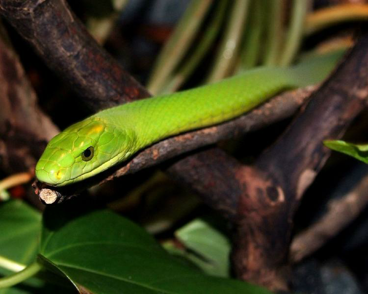 绿树眼镜蛇和翠青蛇有什么区别? - 知乎
