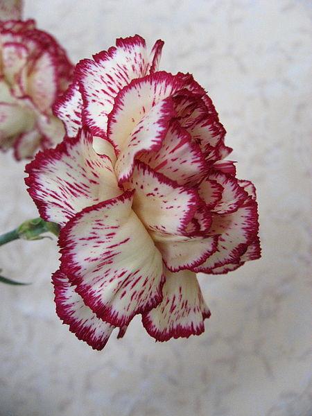 是康乃馨. 找张图对比一下,看花托萼片和叶片.