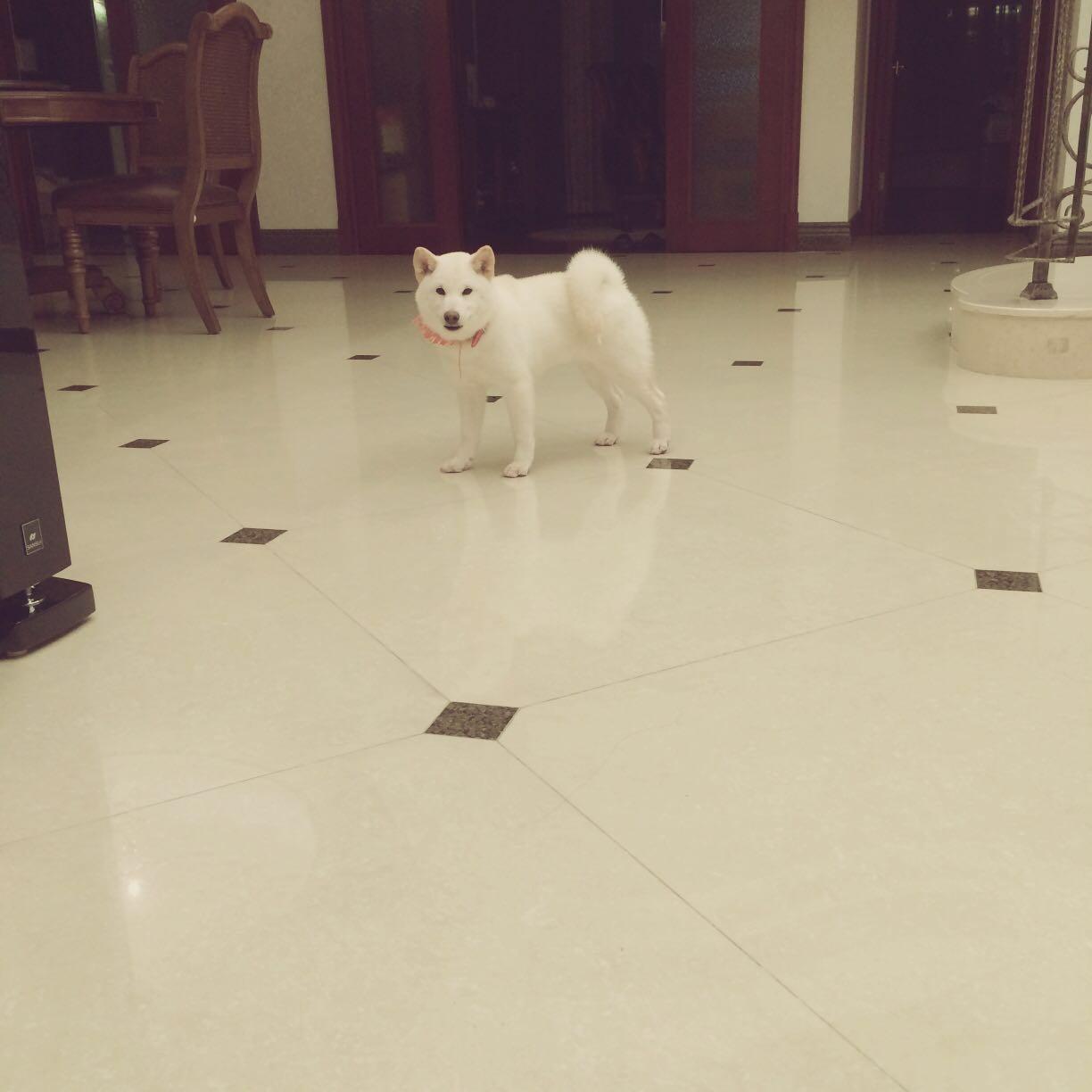 中华田园犬、柴犬和秋田犬的区别是什么?