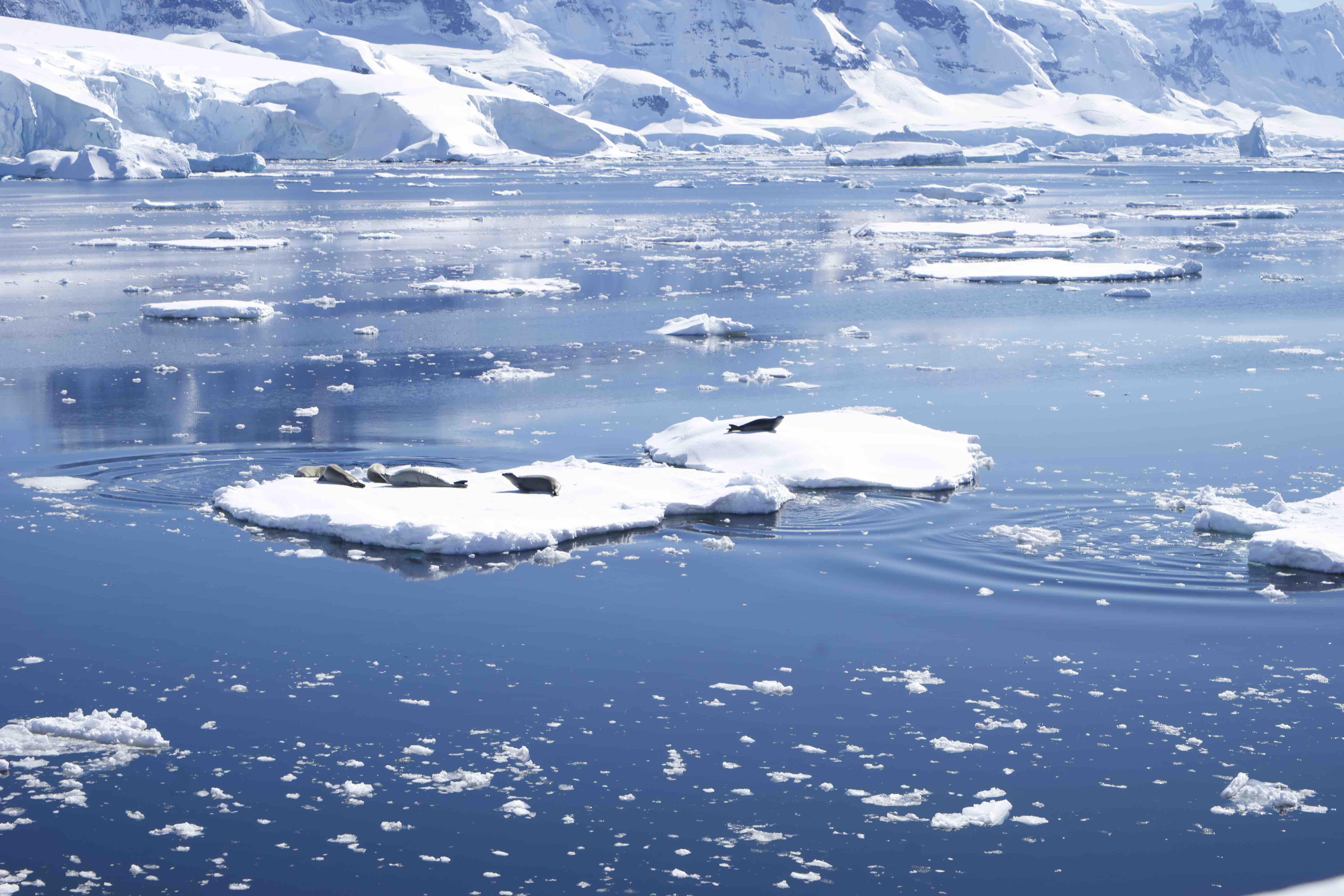 2024半月岛游玩攻略,半月岛是南极洲的一座大岛，...【去哪儿攻略】