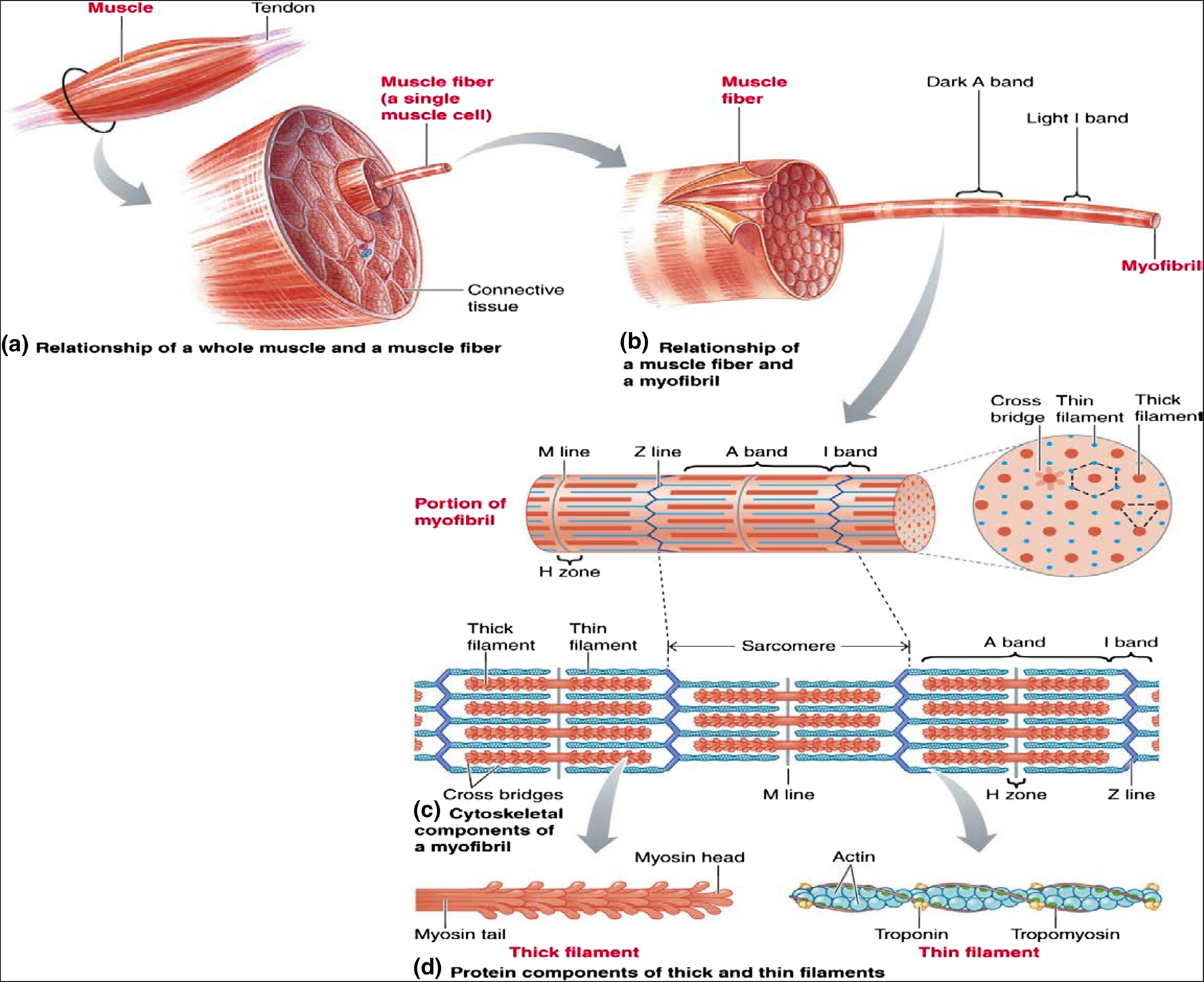肌原纤维结构示意图图片