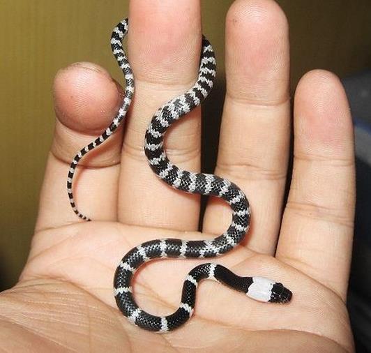 养蜘蛛蛇的人心里是什么感觉