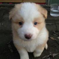 Zhihu profile picture for @joomla