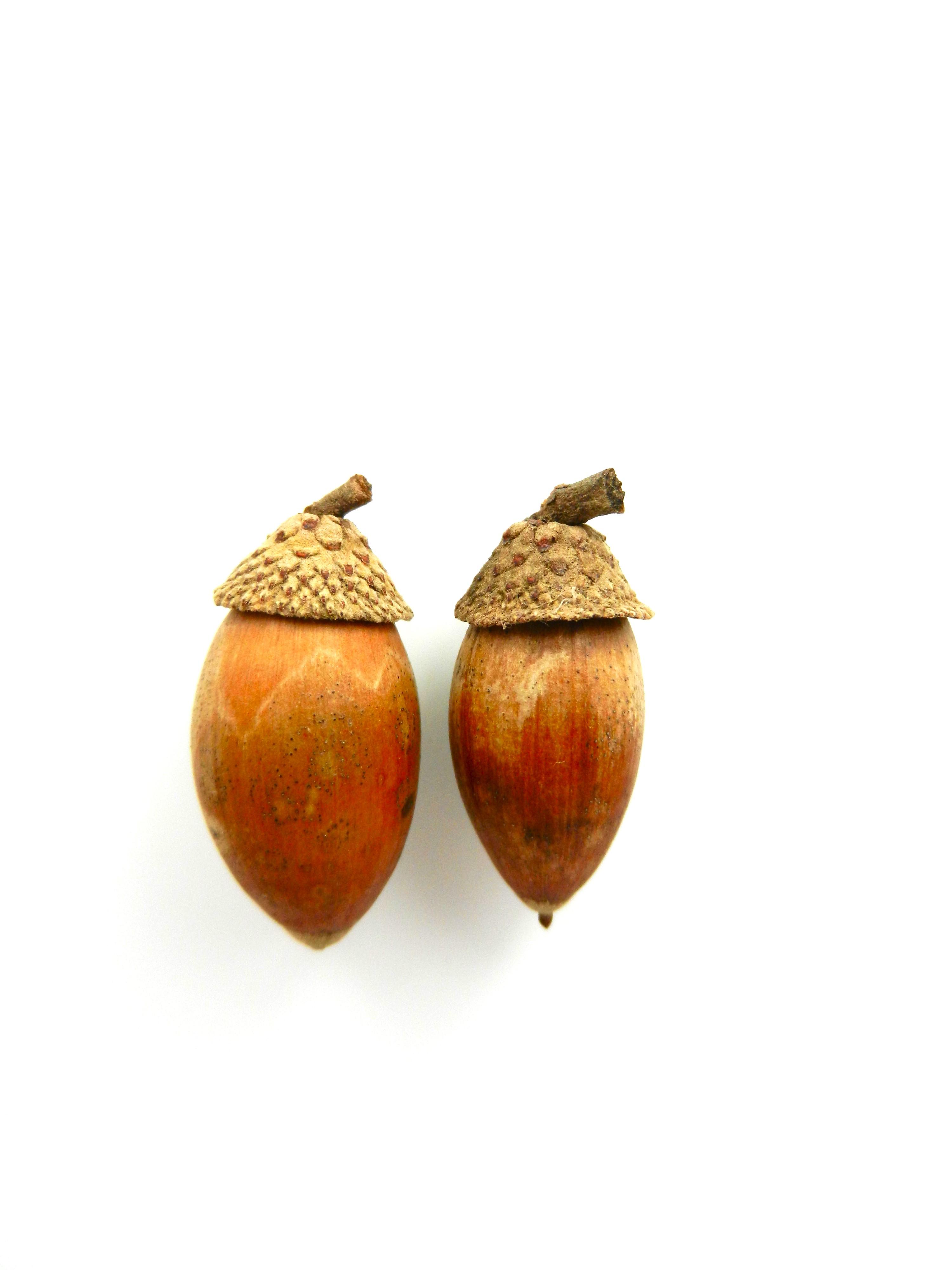 发霉的乌冈栎呈现另一种美壳斗科因为收集的太晚又是在多雨的季节果子