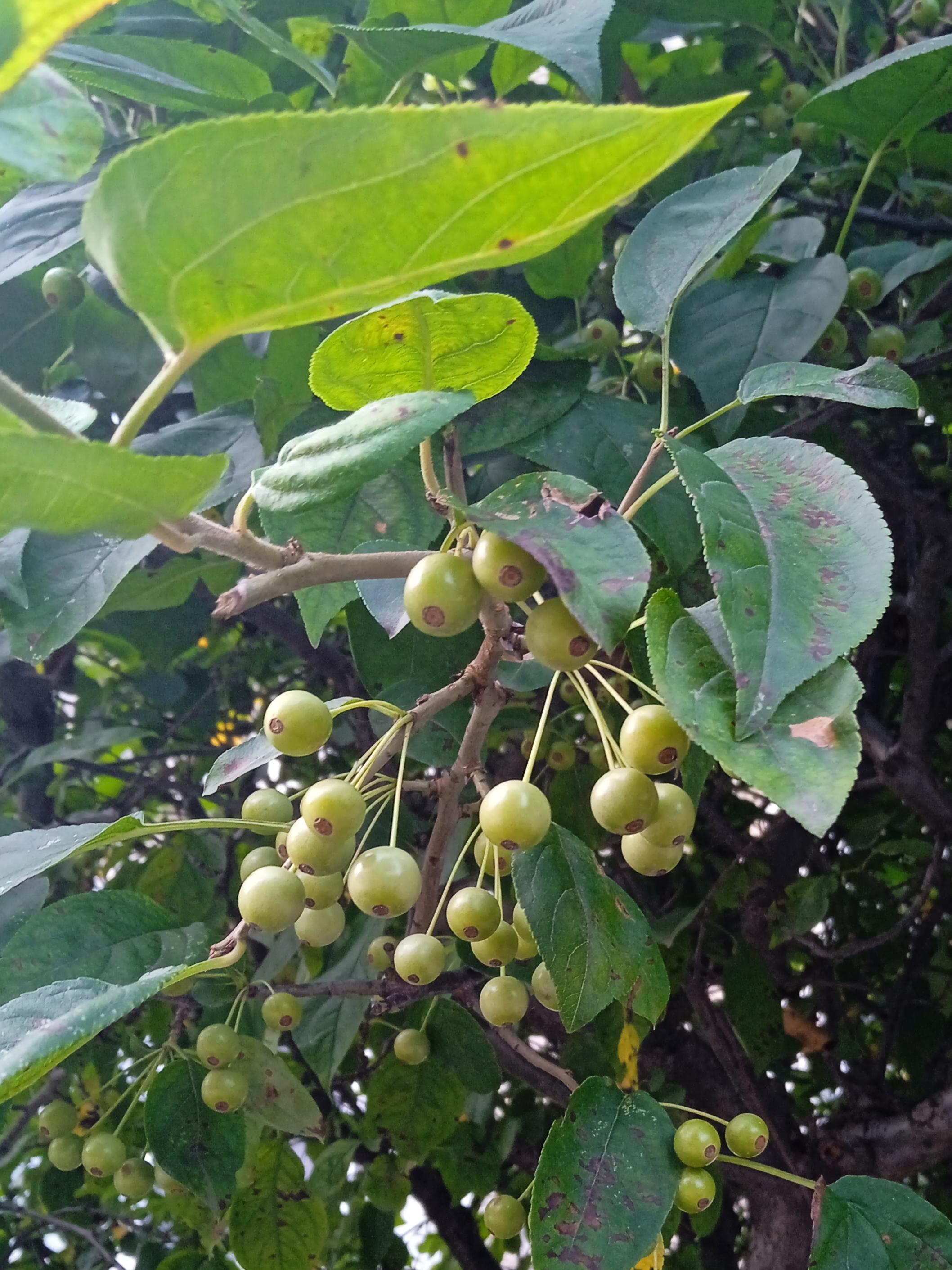 emma 的想法: 湖北海棠 | 湖北海棠,蔷薇科苹果属植物,春天和别的蔷薇