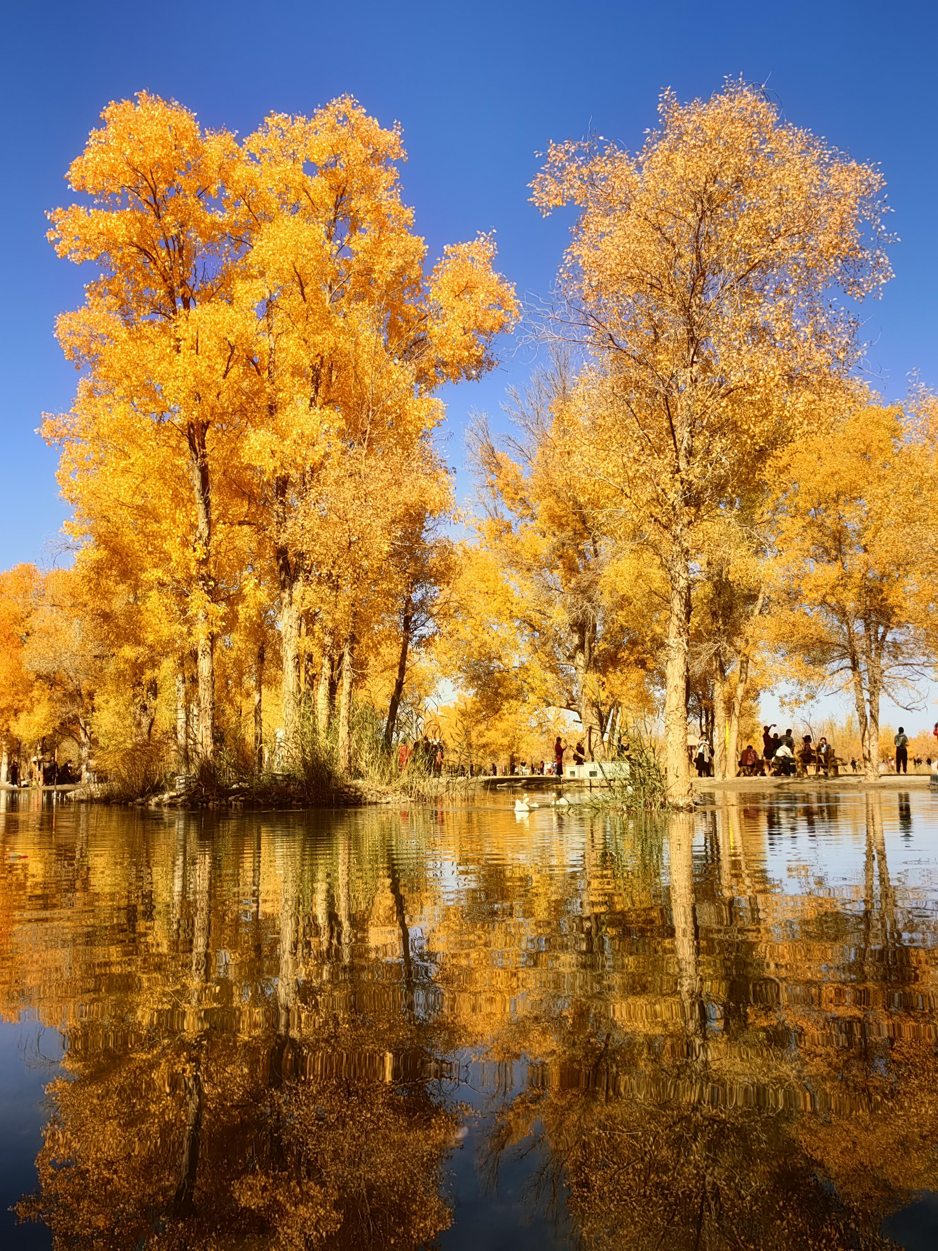 子丑寅卯 的想法: 百闻不如一见的金塔胡杨林 | 92 拍摄装备:华为