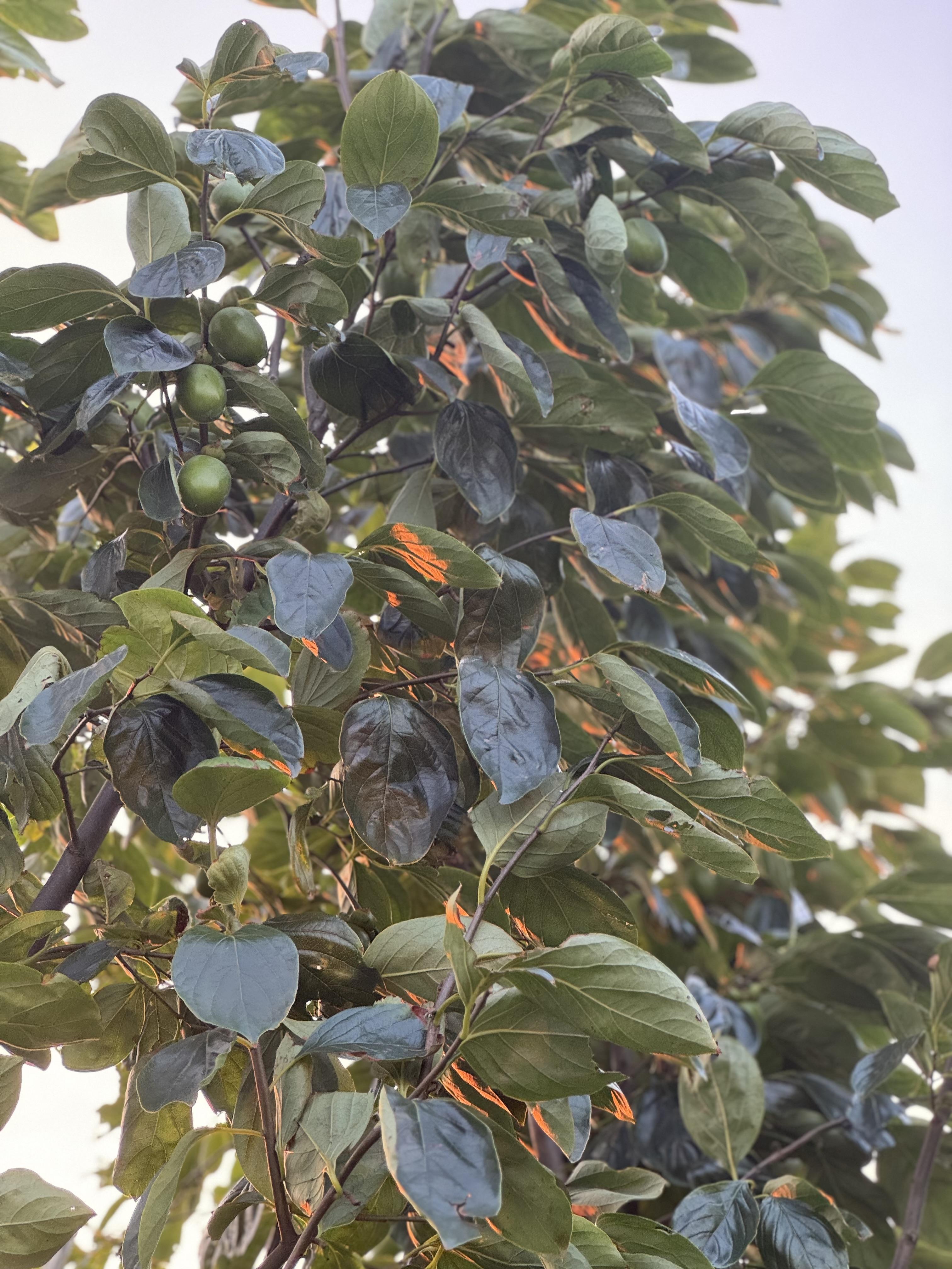 不过仔细一看:有些只是倾斜的阳光给油亮亮的