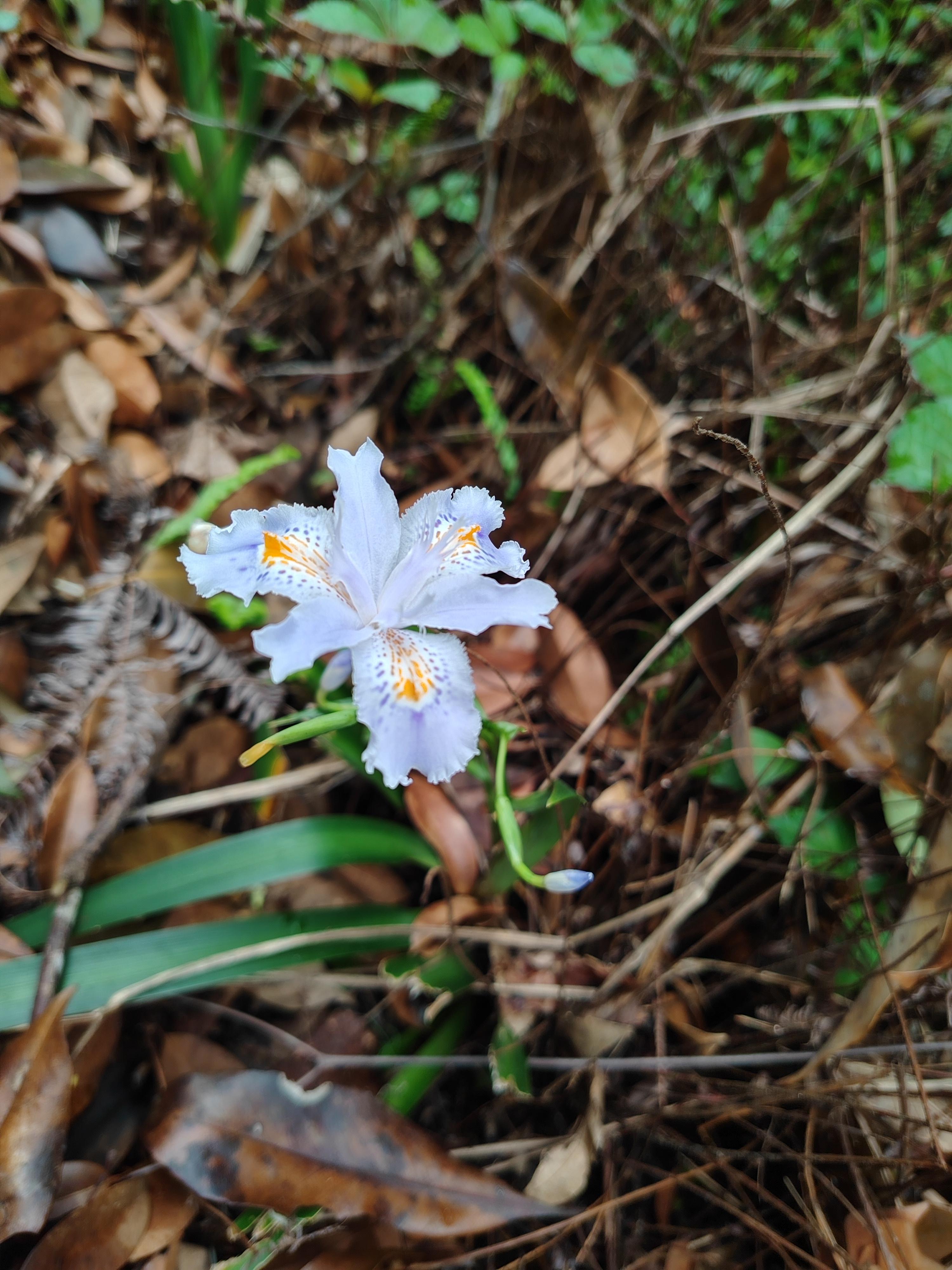 深山幽兰在遥远的群山之间隐匿着一处深谷那里山势险峻林木葱茏终年