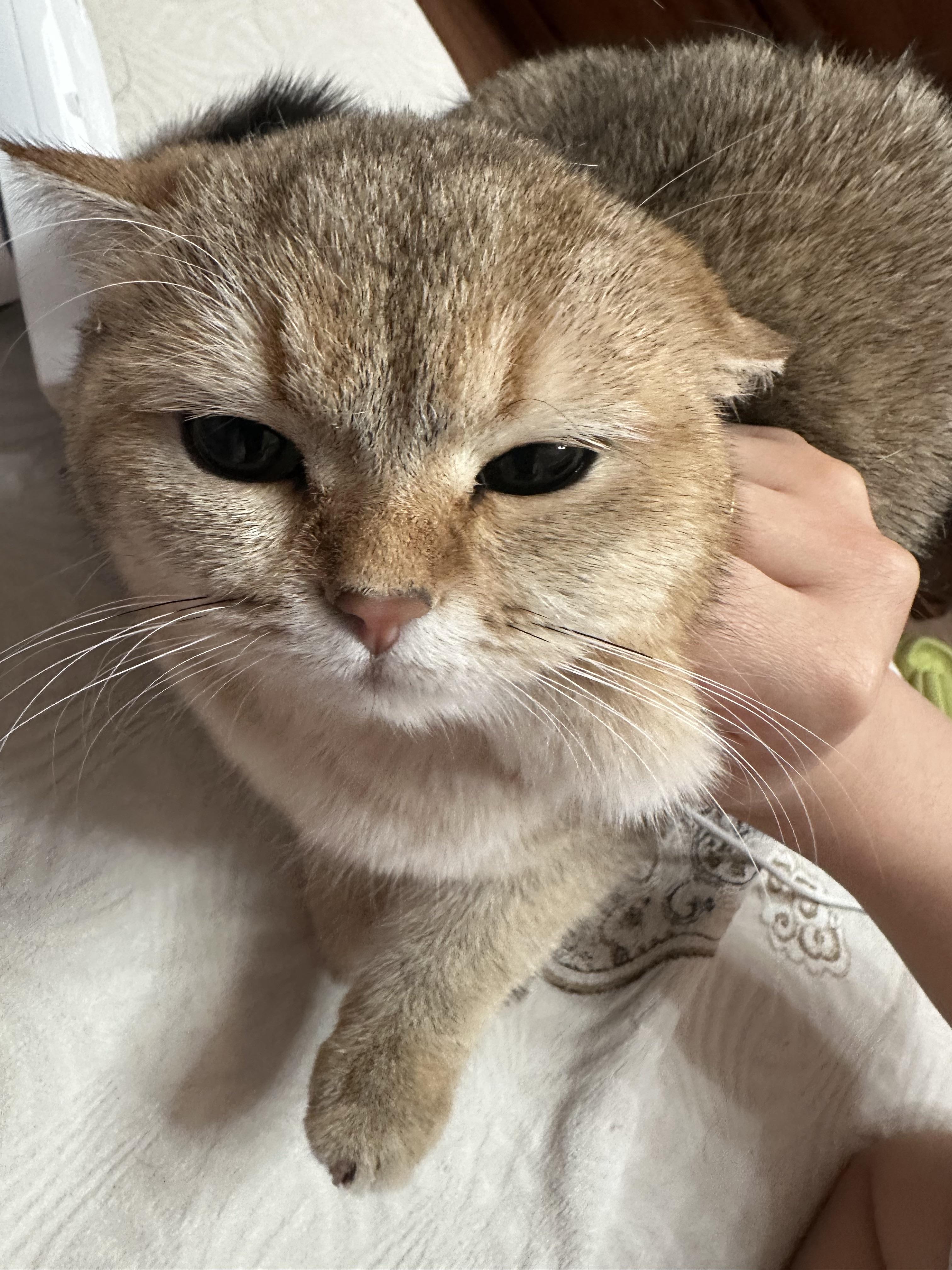 经常打猫可能会让它感到恐惧焦虑和紧张进而产生应激反应导致其