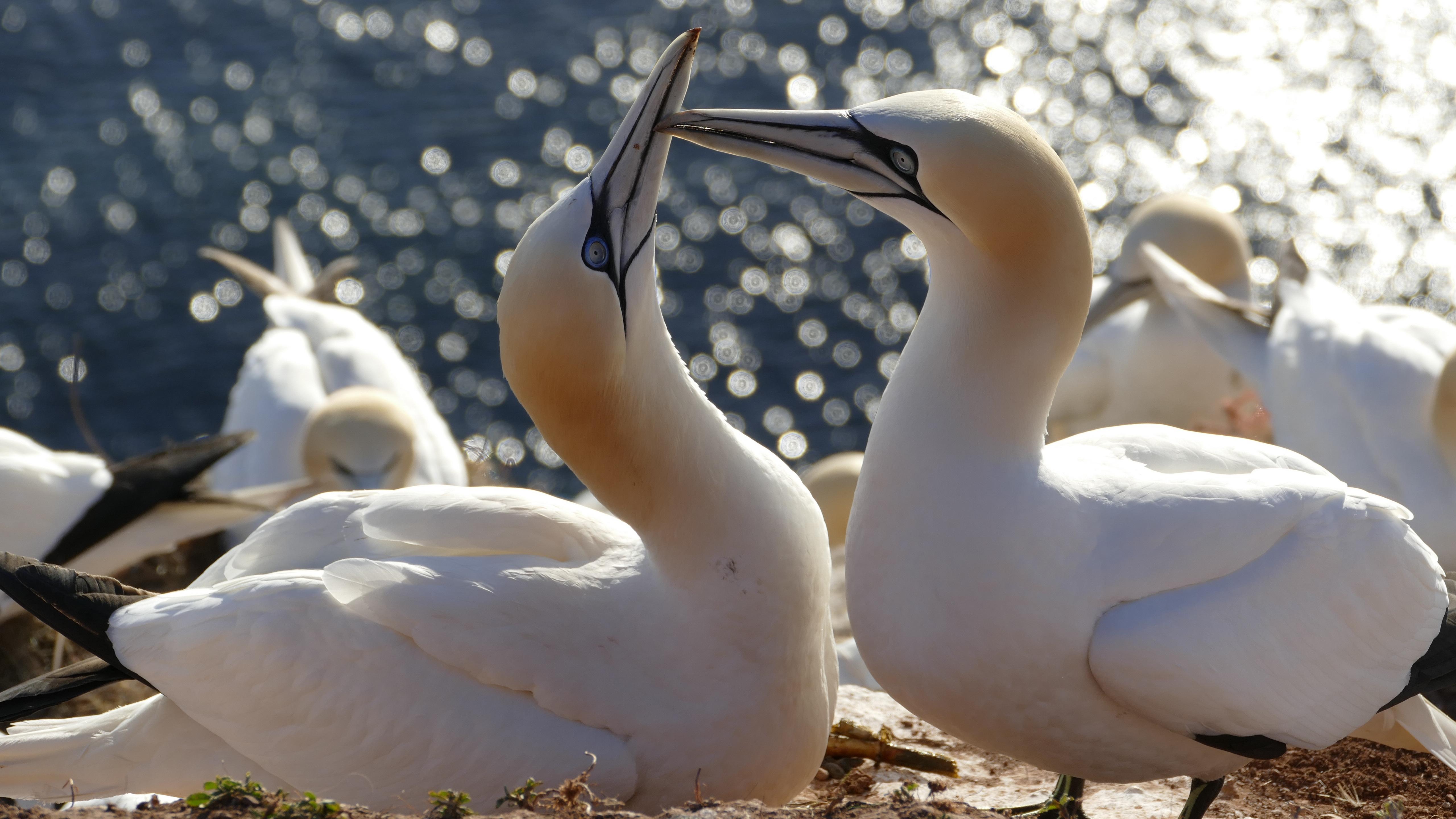 画江湖 的想法: 鹅还是鸟:北方塘鹅 | 北方塘鹅是一种大型候鸟,它们在