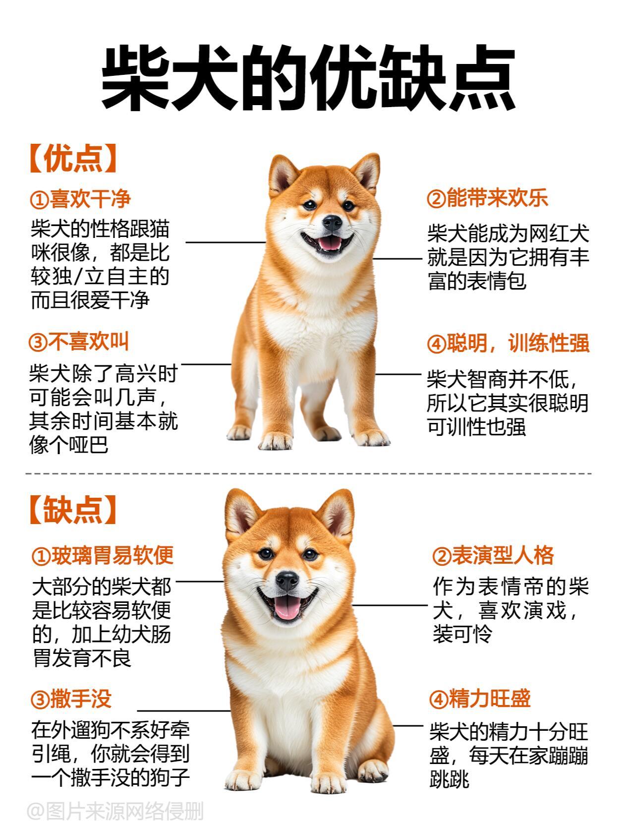 每天认识一种狗柴犬千万别养柴犬天上下刀子都得出门遛它