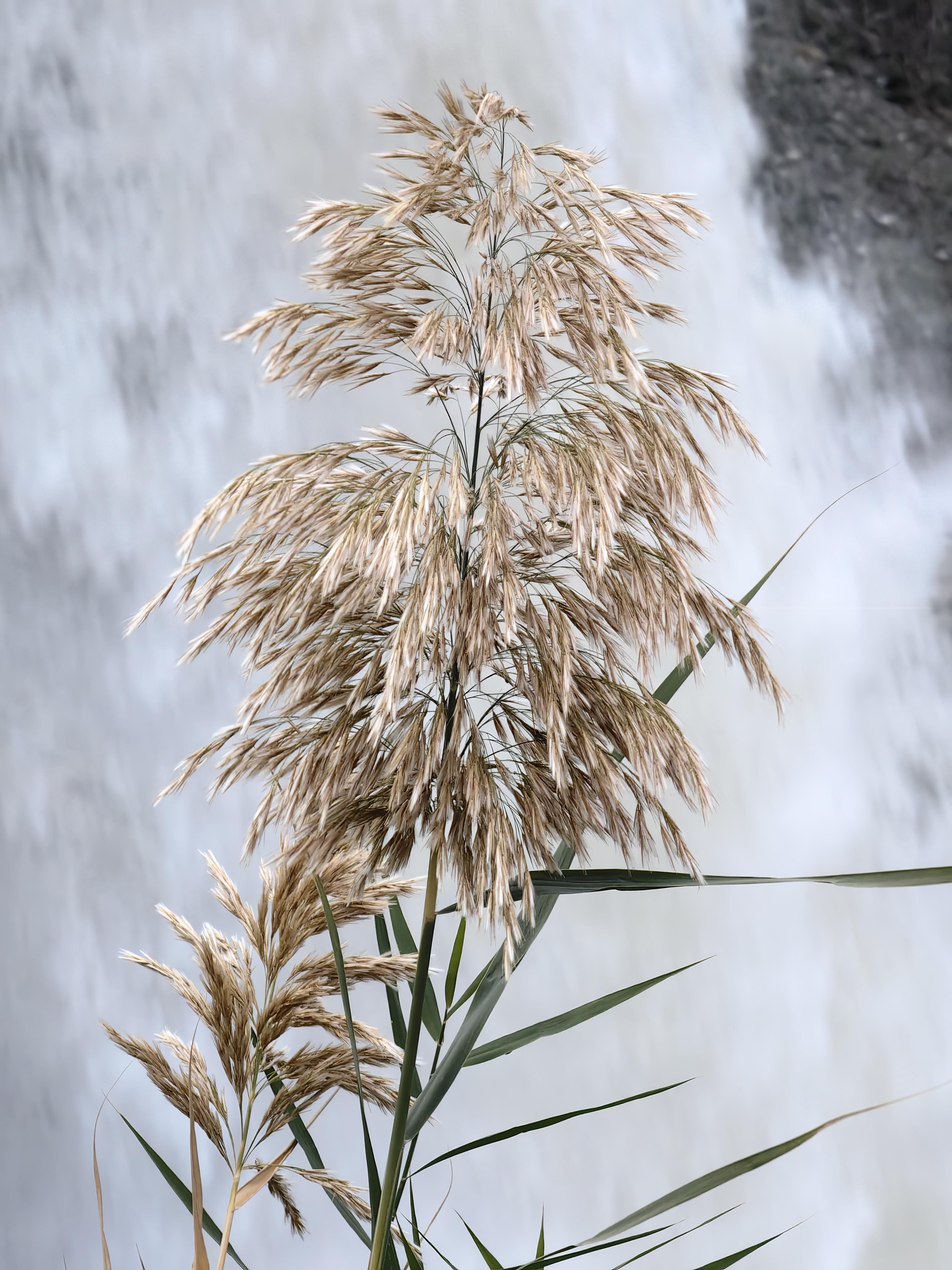 知乎用户pf9nke 的想法  水陆两栖植物～芦苇