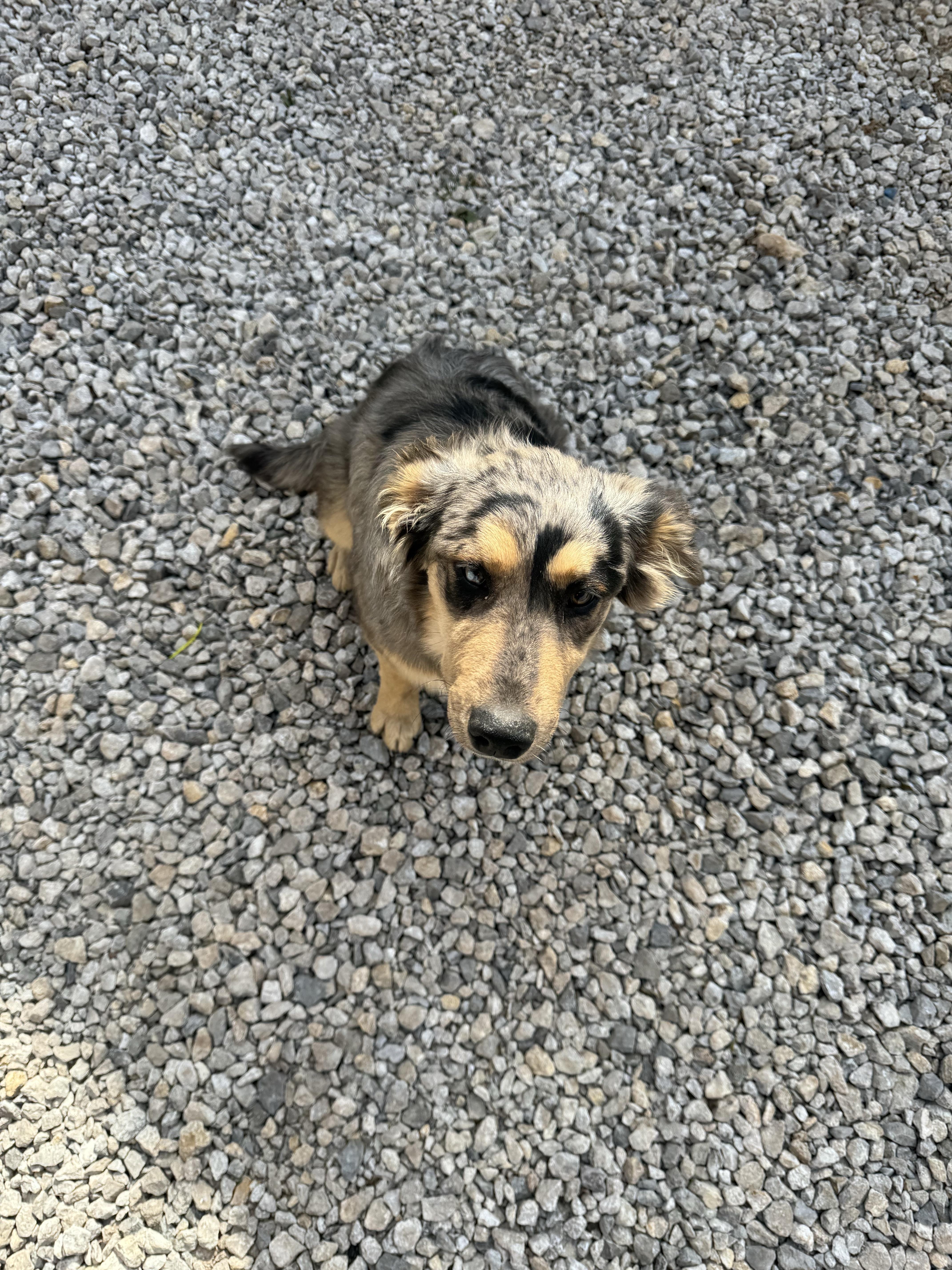 耶律楚奇 的想法: 狗狗成长日记 |  a class="hash_tag" href="https