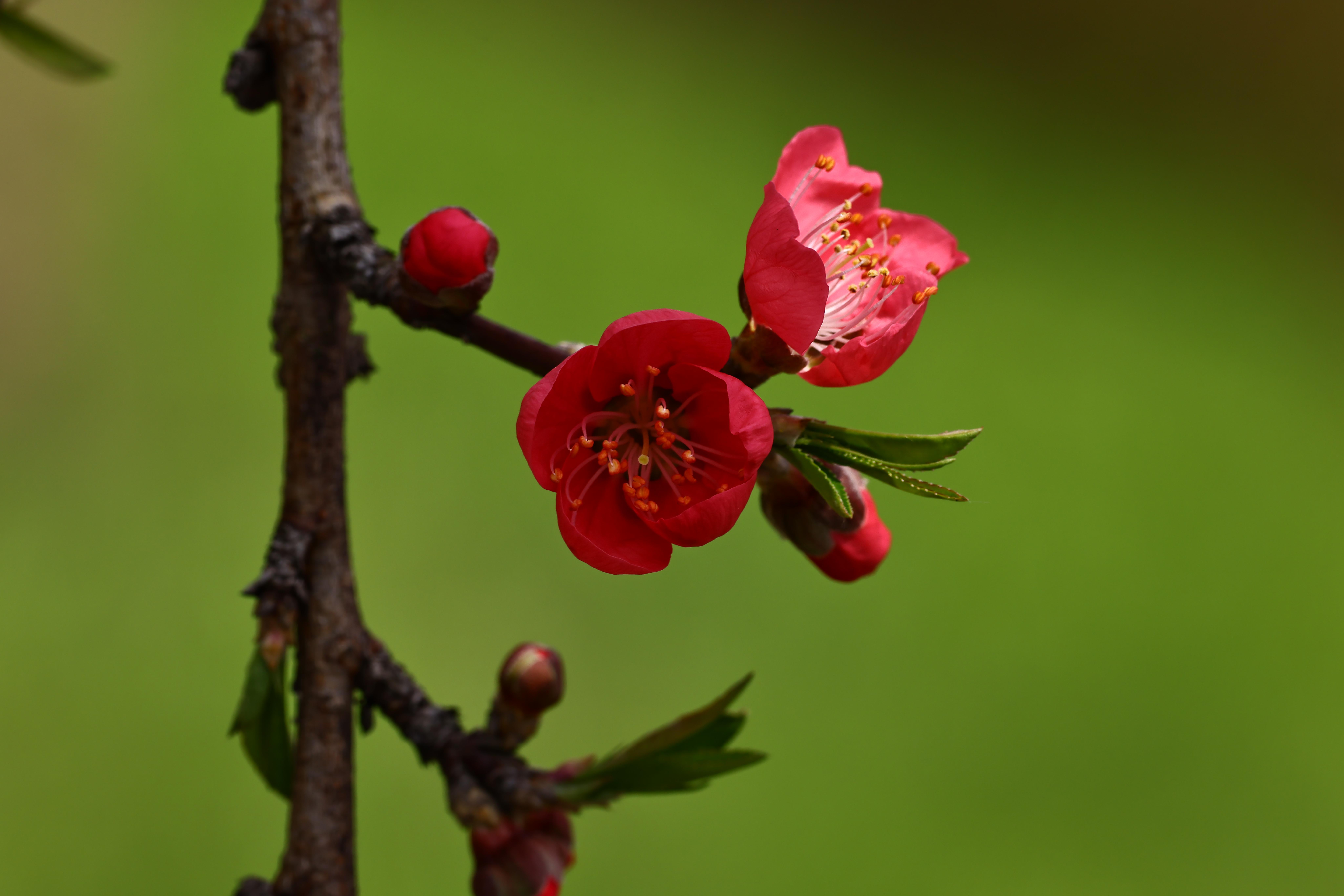 《山舍南溪小桃花?》