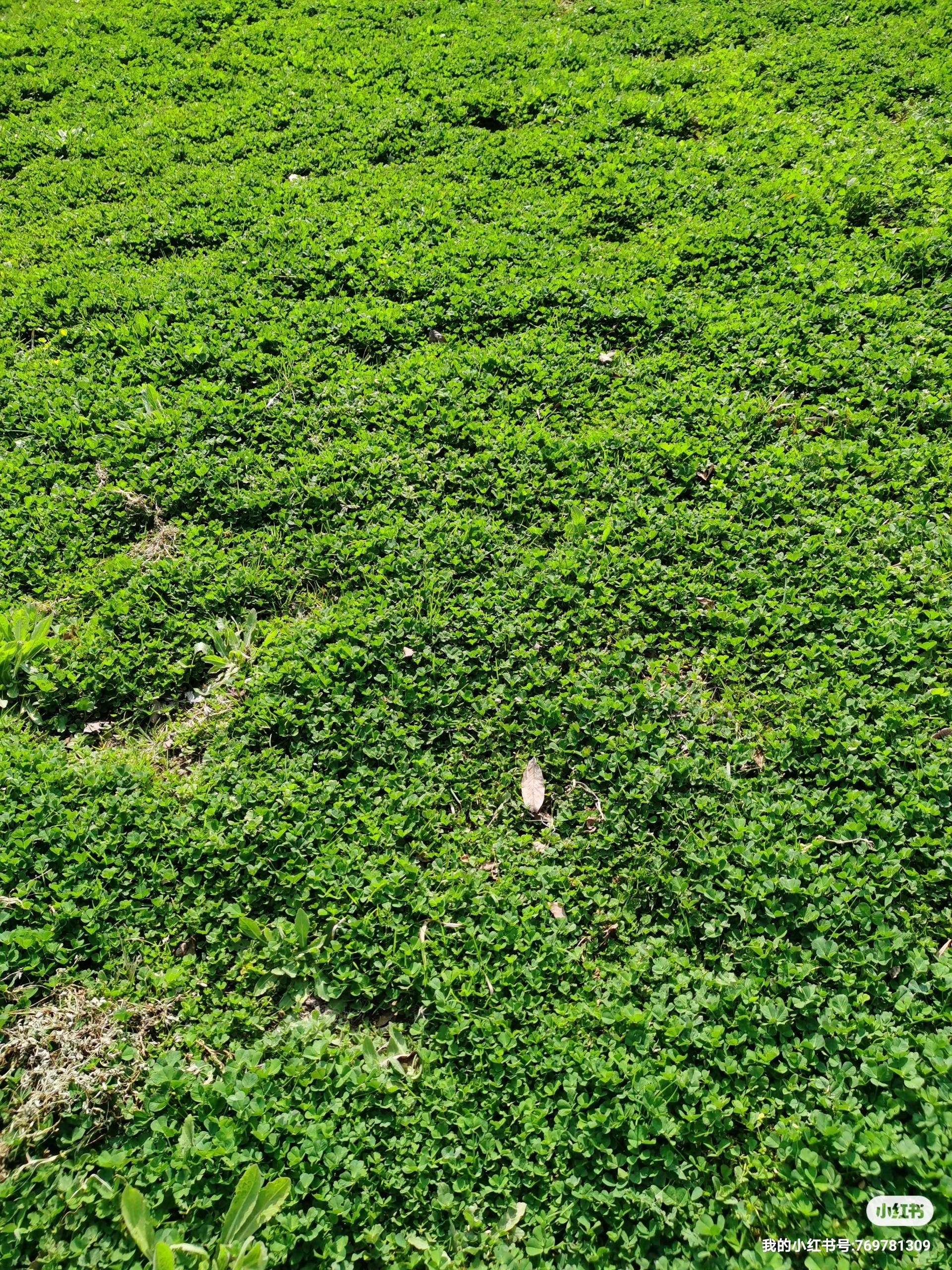 自由人 的想法: 春天的野菜-金花菜