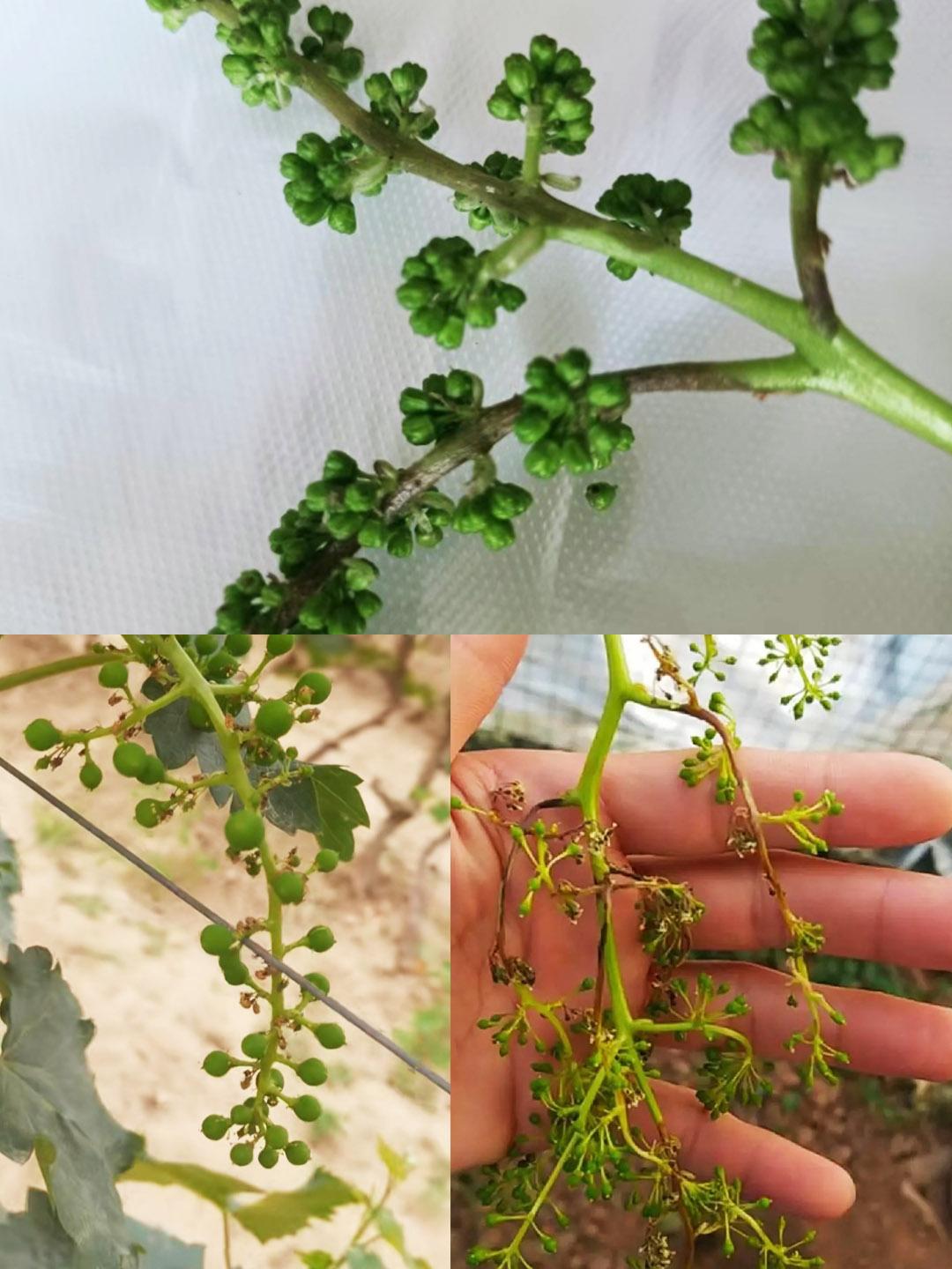 葡萄穗轴褐枯病如何防治,一定要把这5点做到位! 1,选择抗性品种