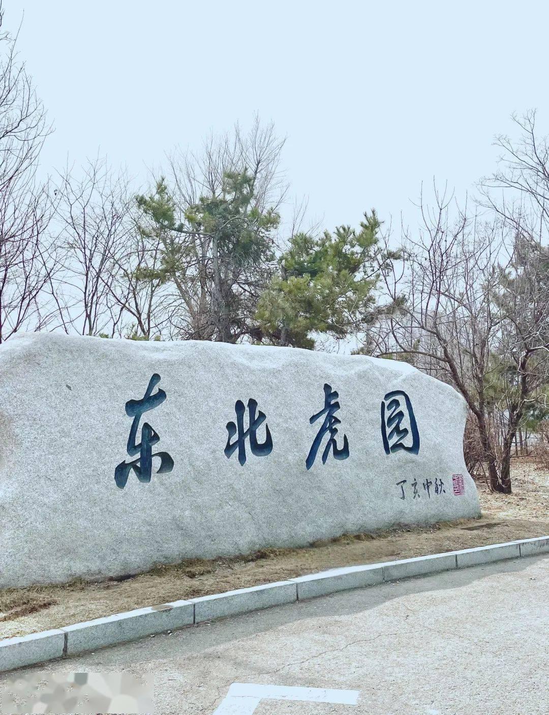 最强隐身人 的想法: 长春东北虎园