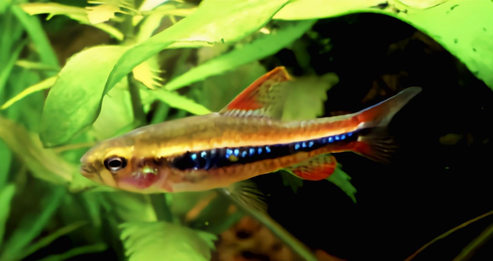 云安之城 的想法: 每天认识一种动物——珍珠灯鱼 | 珍珠灯鱼别名韦氏