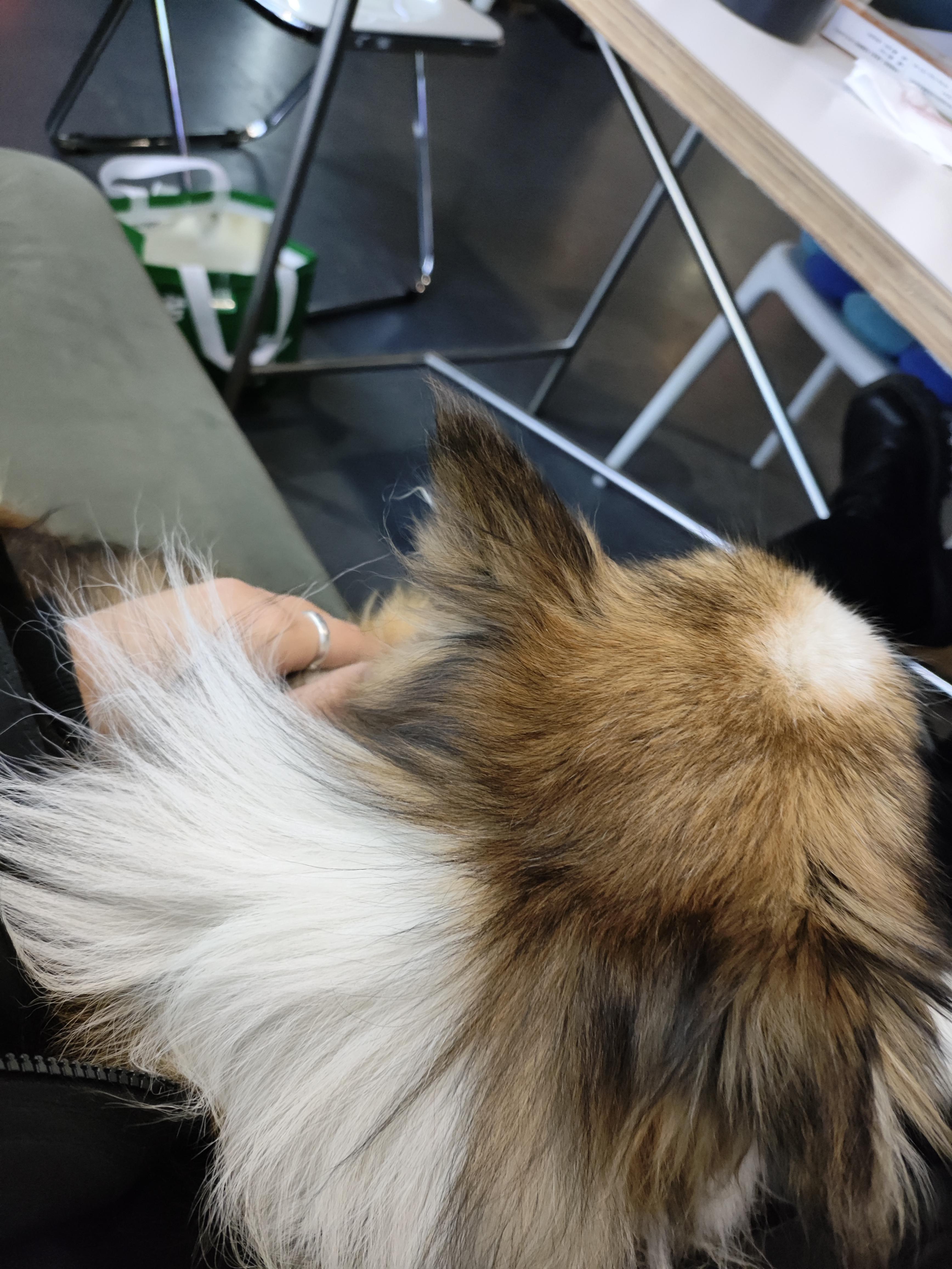 这个世界真的不可以没有小狗狗呜呜呜小狗真的