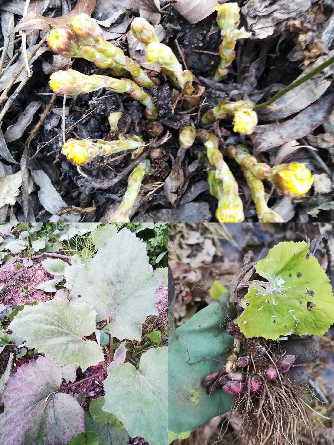中药材款冬花致富新希望1产地种植模式多元化款冬花种植以根茎移栽为