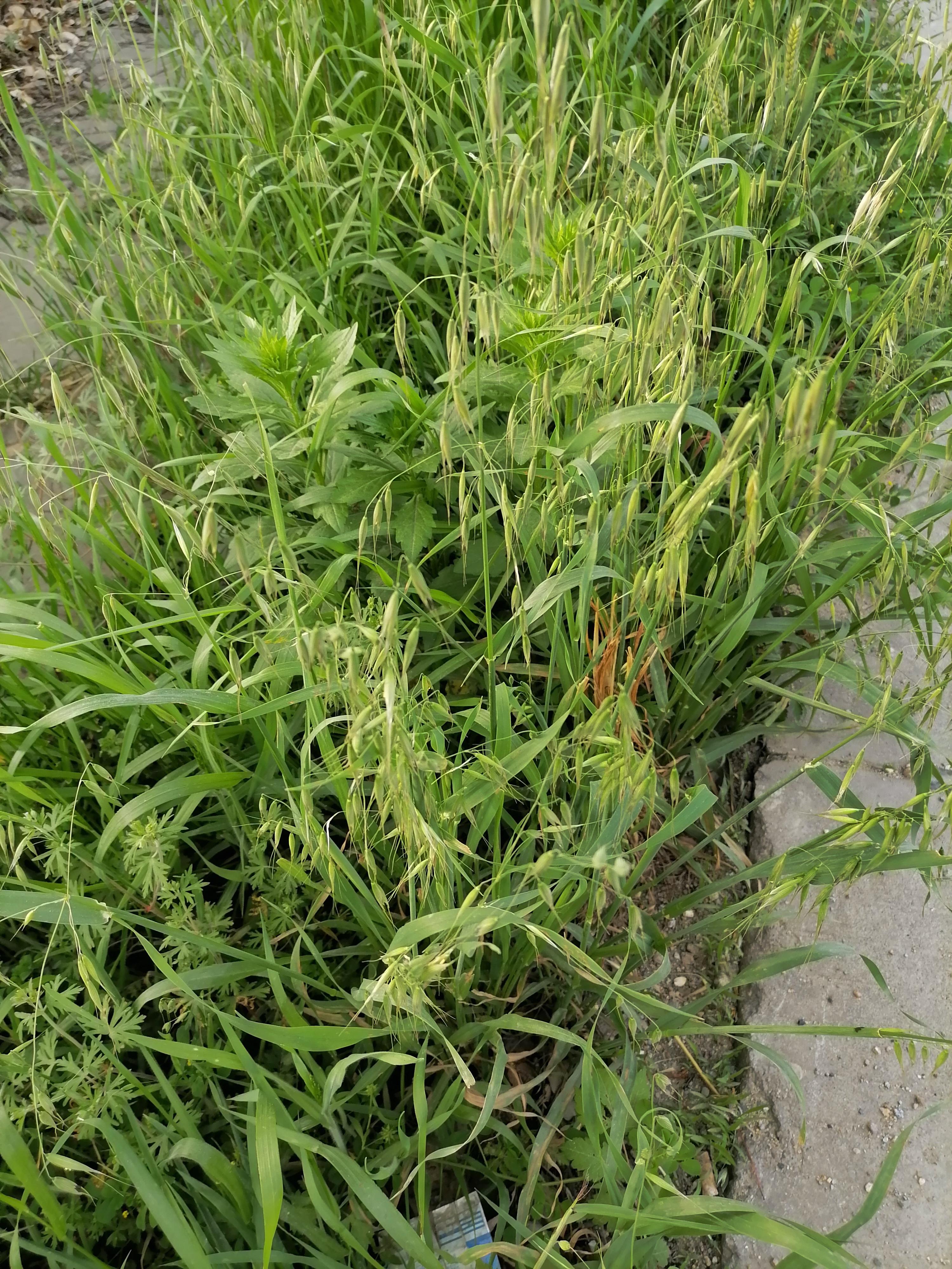 楚田之行 的想法: 荠麦青青 | 荠麦,又称野麦子,与人工培育的麦子不同