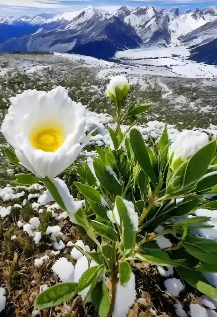 新疆天山上的雪莲花每五年绽放一次这是天山雪莲又被戏称为雪荷花在