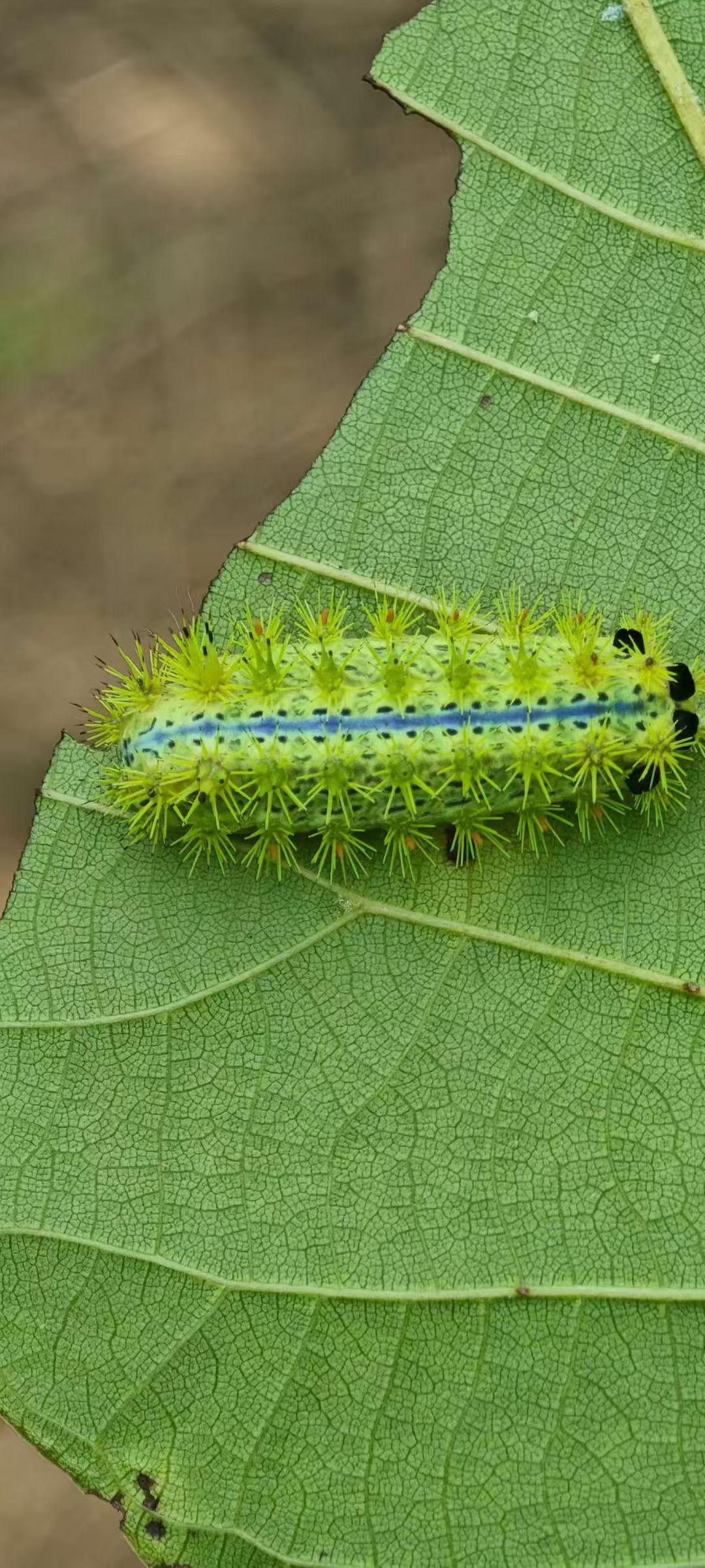 的想法: 这玩意你们那叫啥