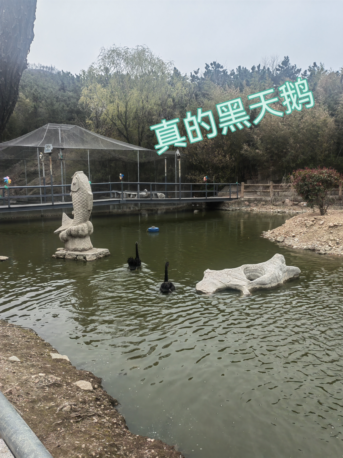 简简 的想法: 青岛十梅庵公园的禽鸣苑,你可能不知道,竟然可以零距离