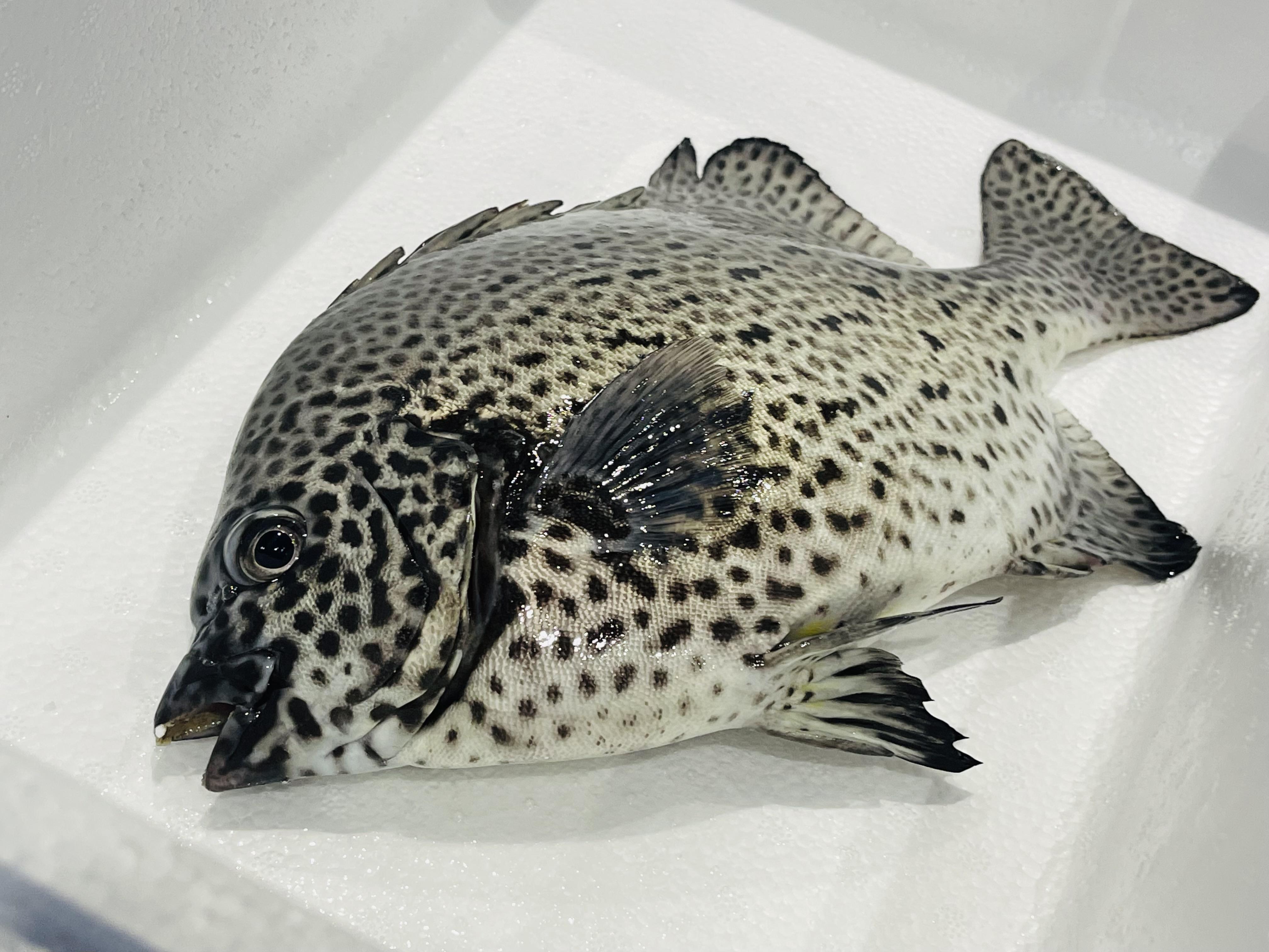 知识分享 这条鱼是矶钓之王?