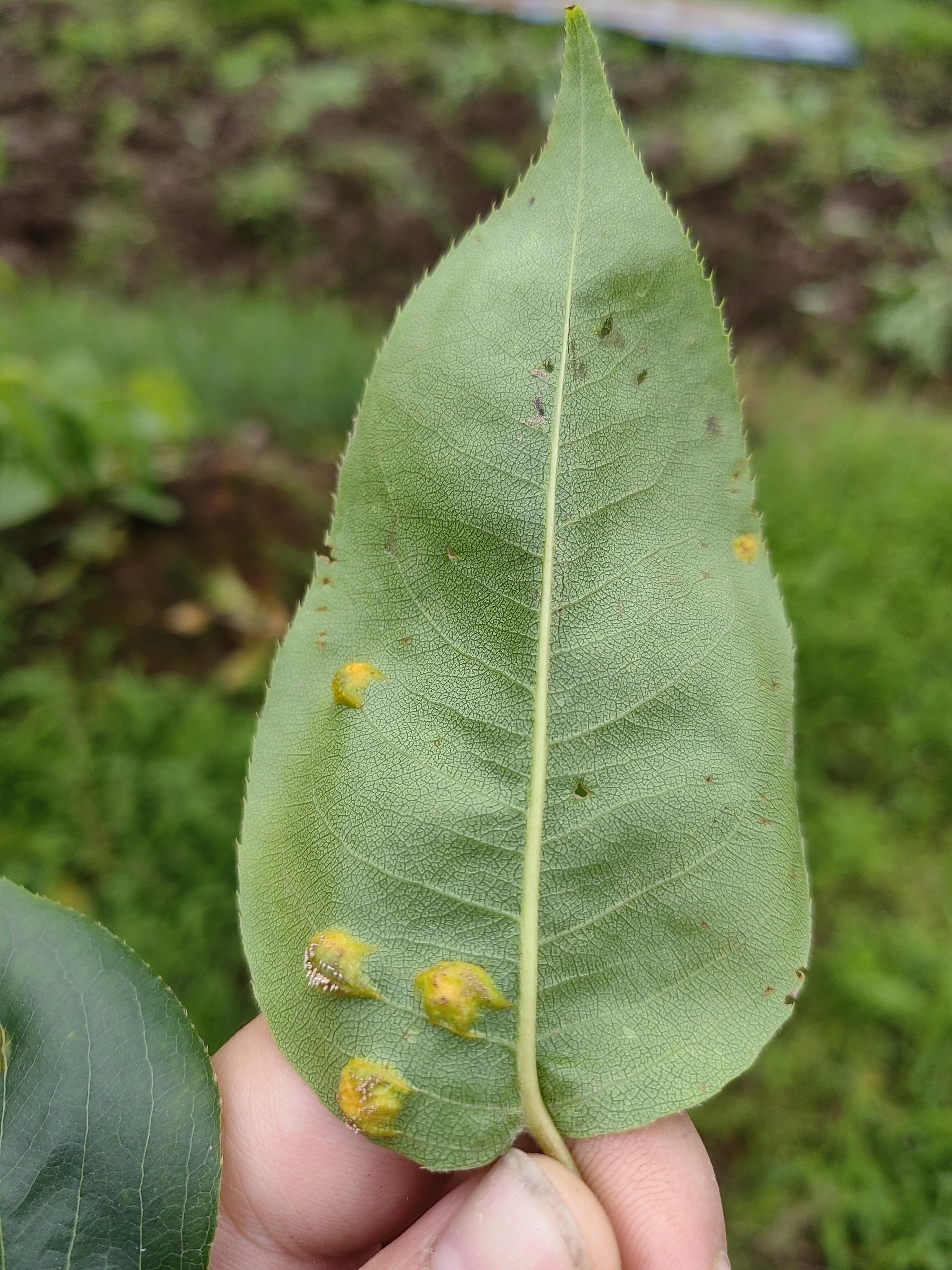 梨树叶子上长这个是生什么病了?改怎么治理呢?求个大神回答