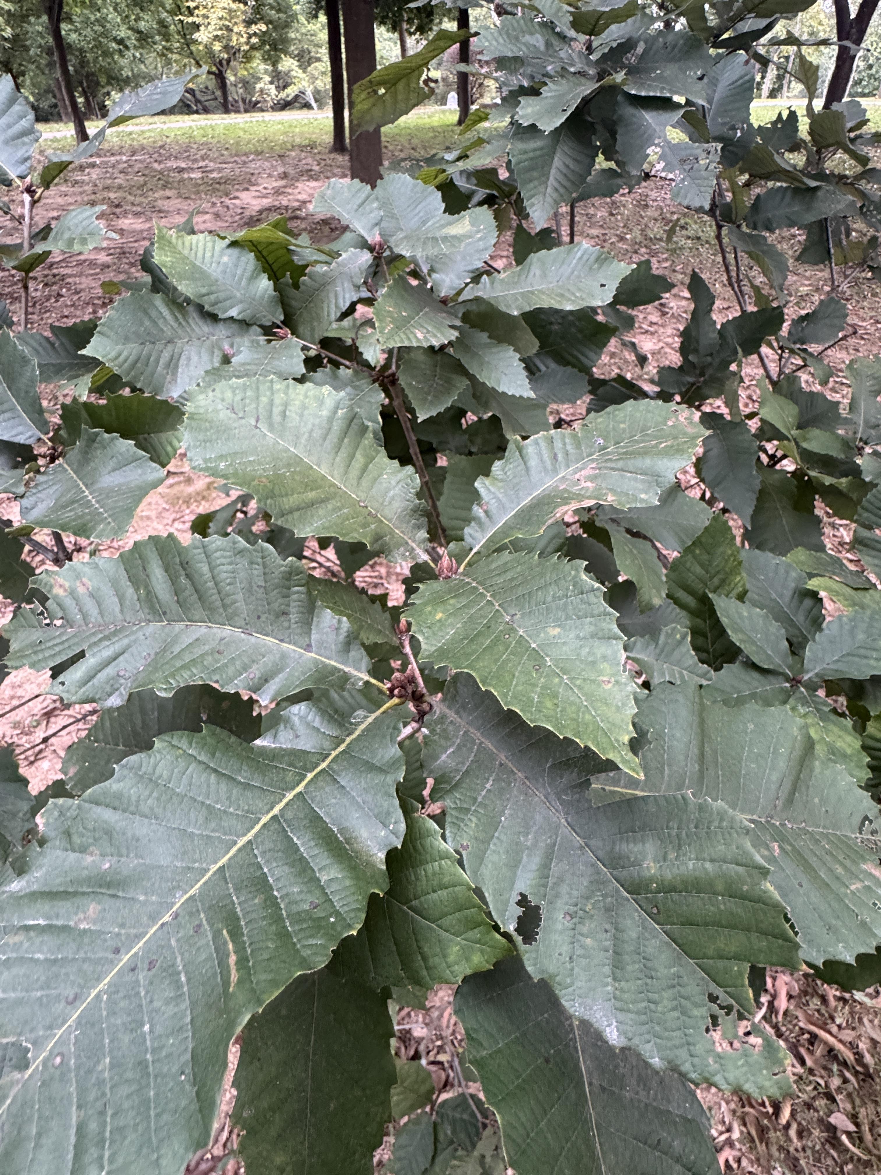 李德刚 的想法: 锐齿槲栎 | 锐齿槲栎是壳斗科栎属植物。落叶乔木,高达30米,树皮暗灰色,深纵裂。小枝灰褐色,近无毛,… - 知乎