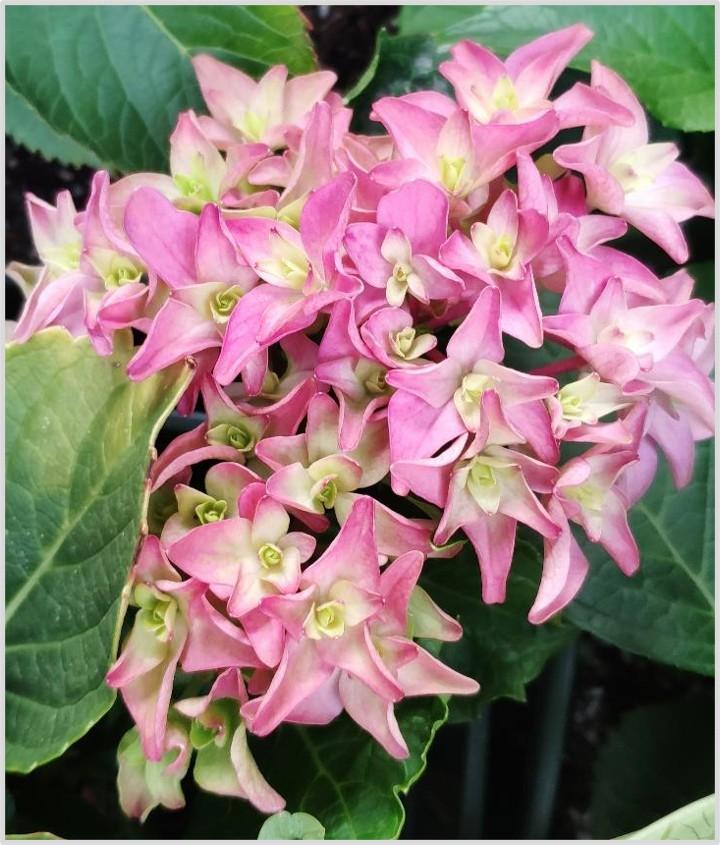 小叶菜刀 的想法: 夏日花事:绣球"戴安娜王妃"