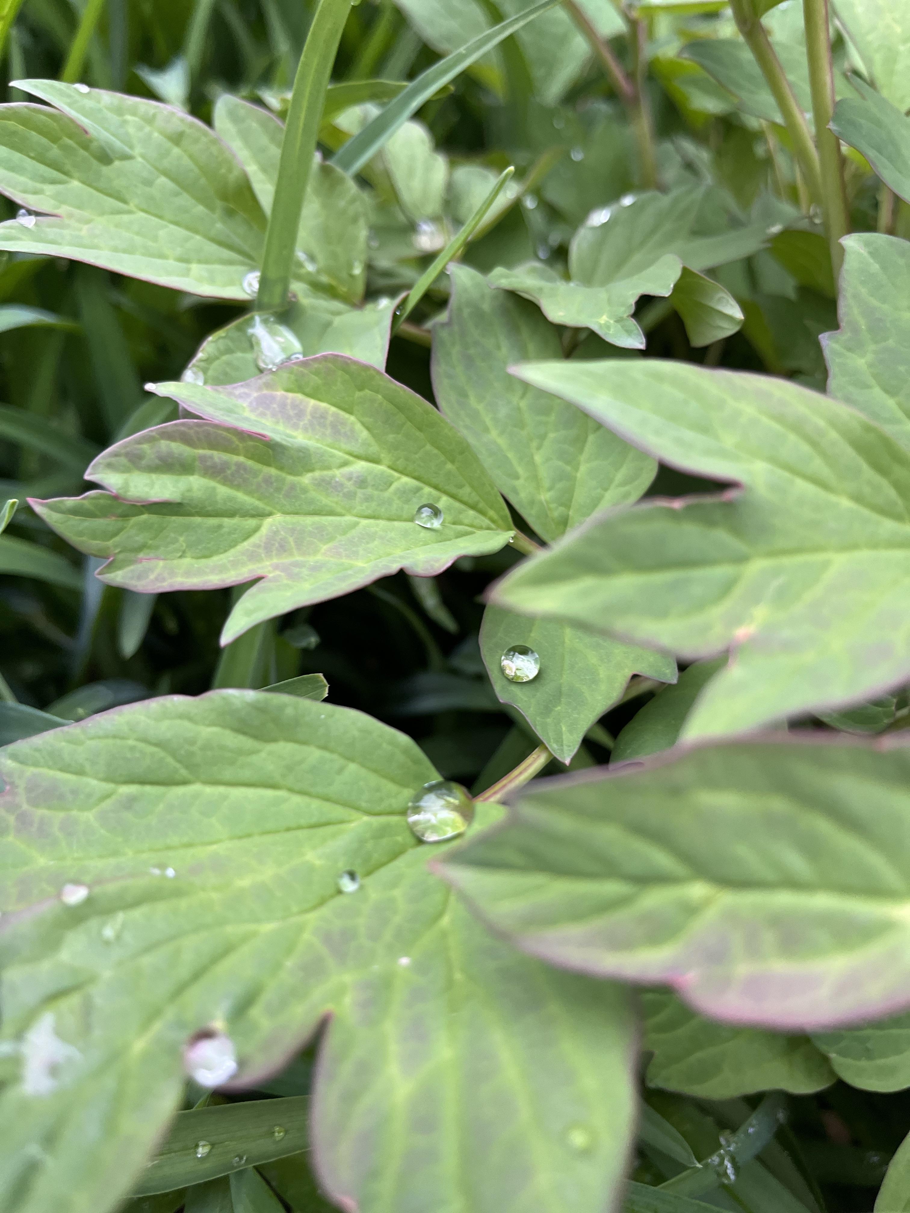 夏蕾绿 的想法: 一场小雨之后 