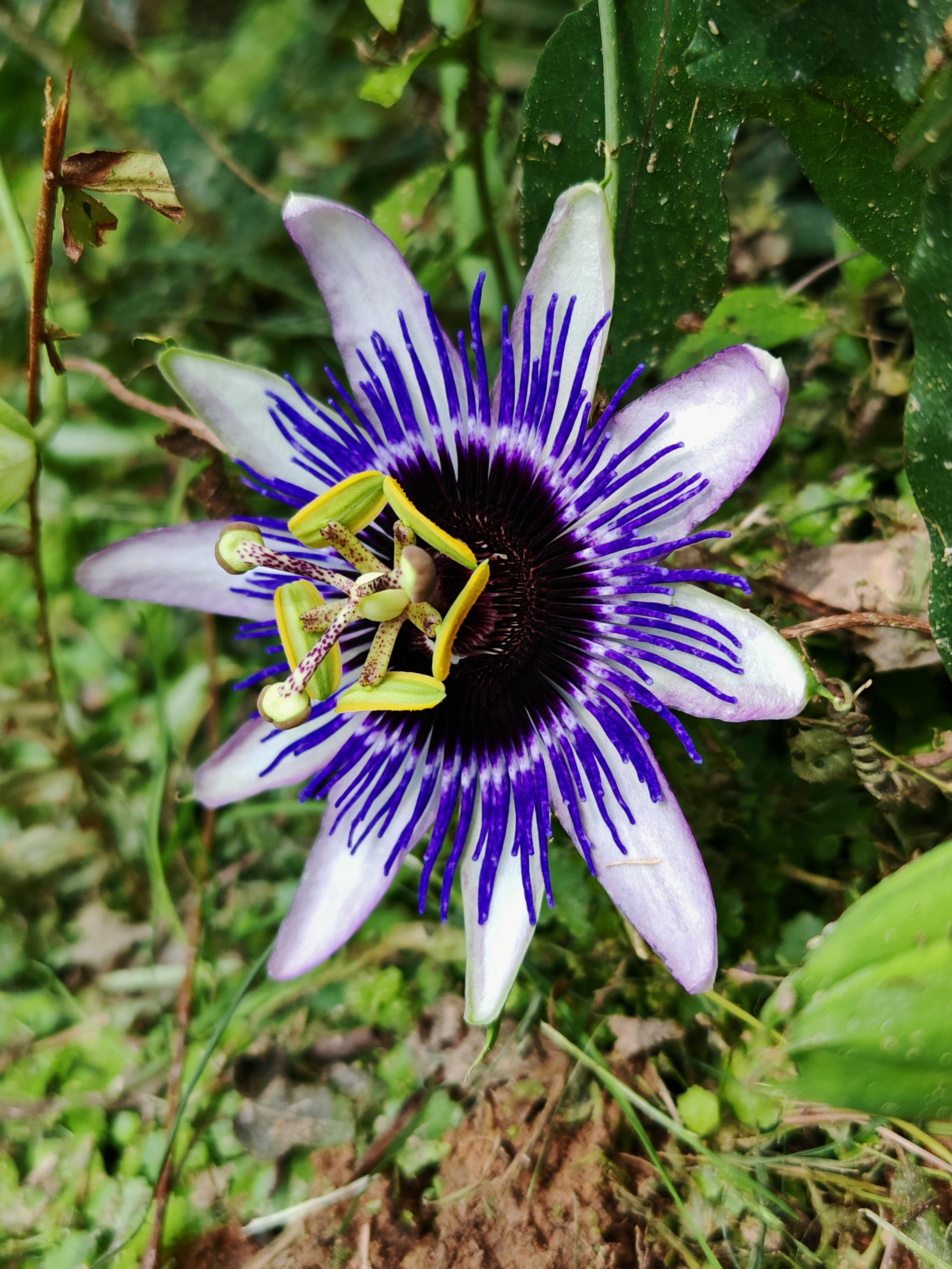 玛丽花艺生活馆 的想法: 西番莲