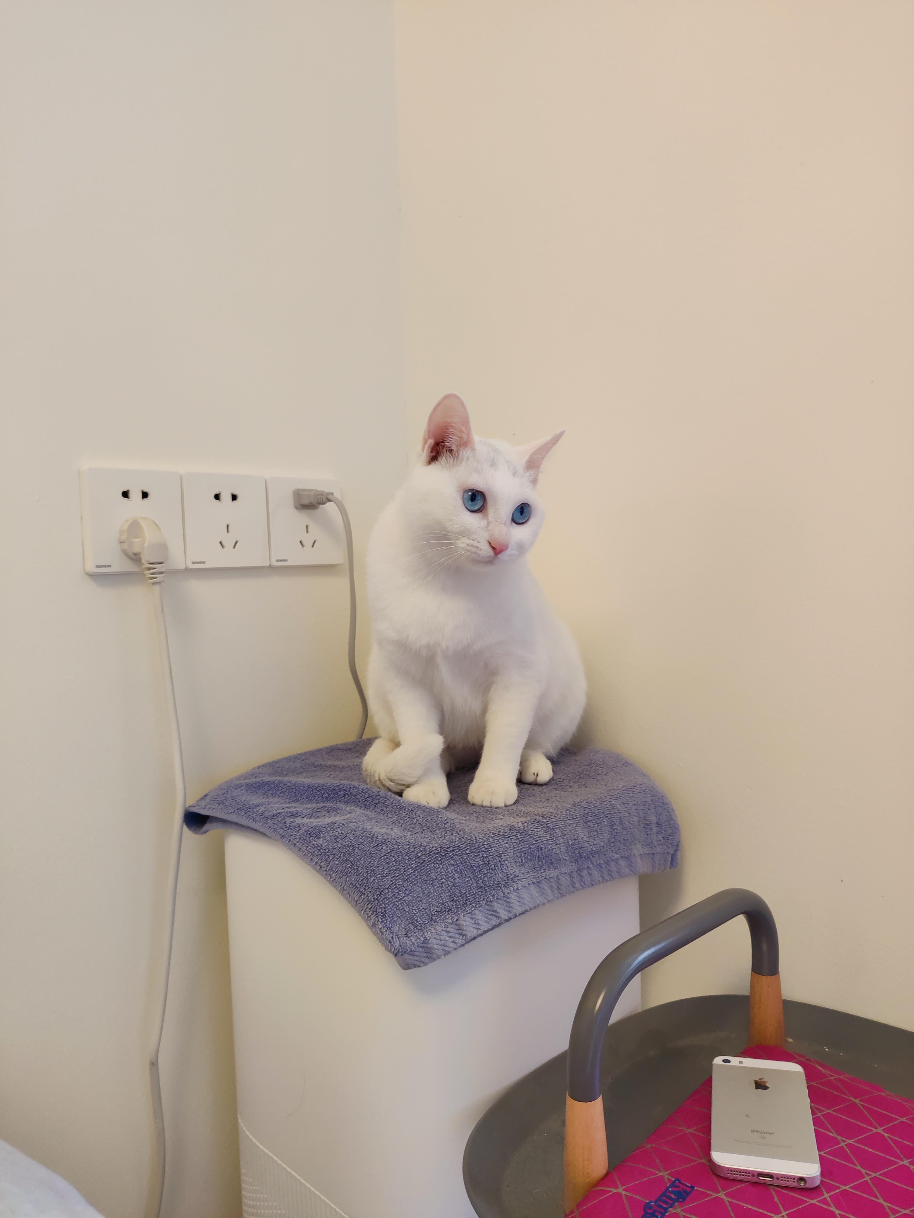 强壮的小蓝孩 的想法: 可爱的娇羞的小白娘子