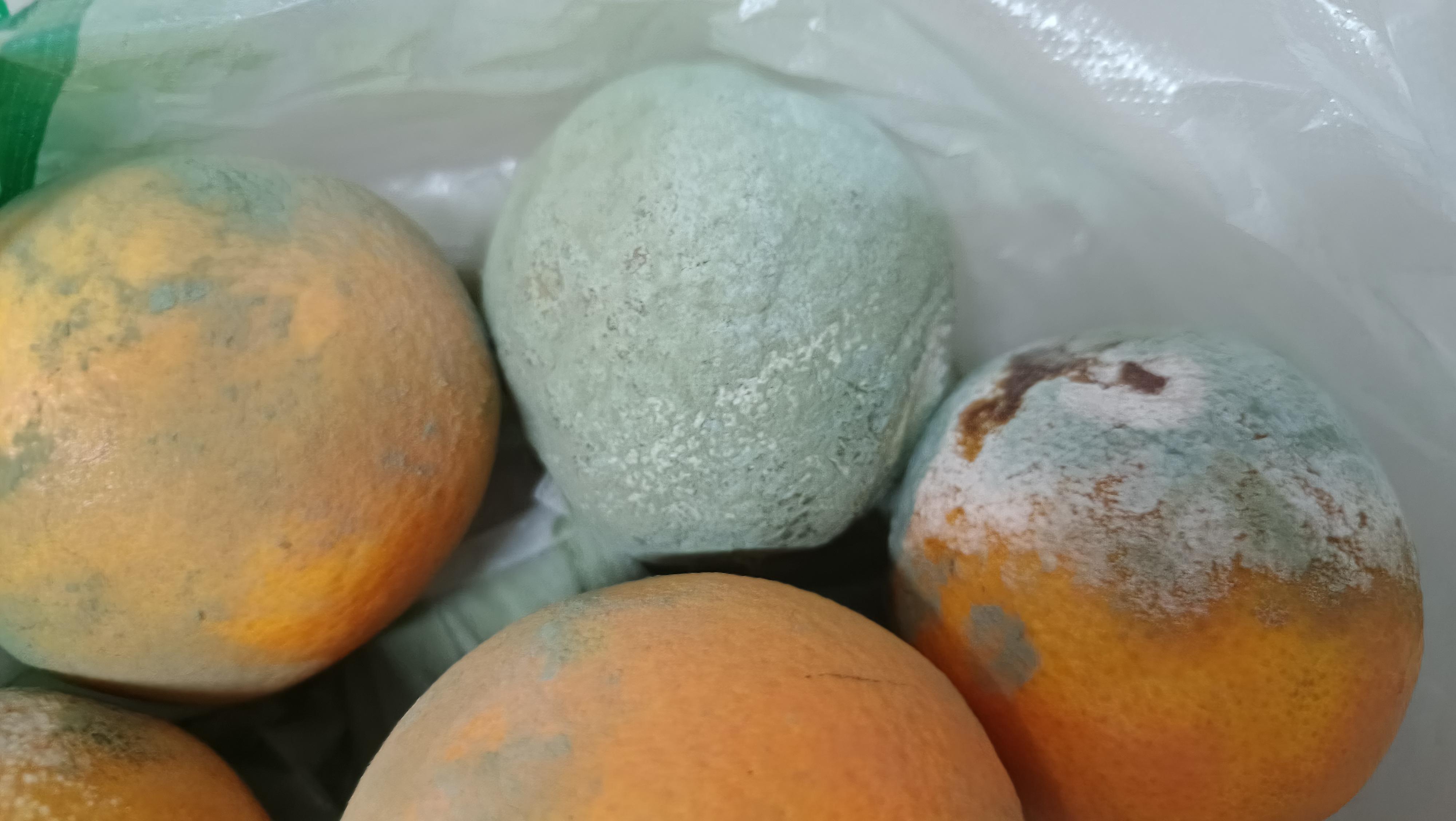 阿z先生 的想法: 家里橘子坏了,打开袋子,好家伙 | 今天回家闻到一股