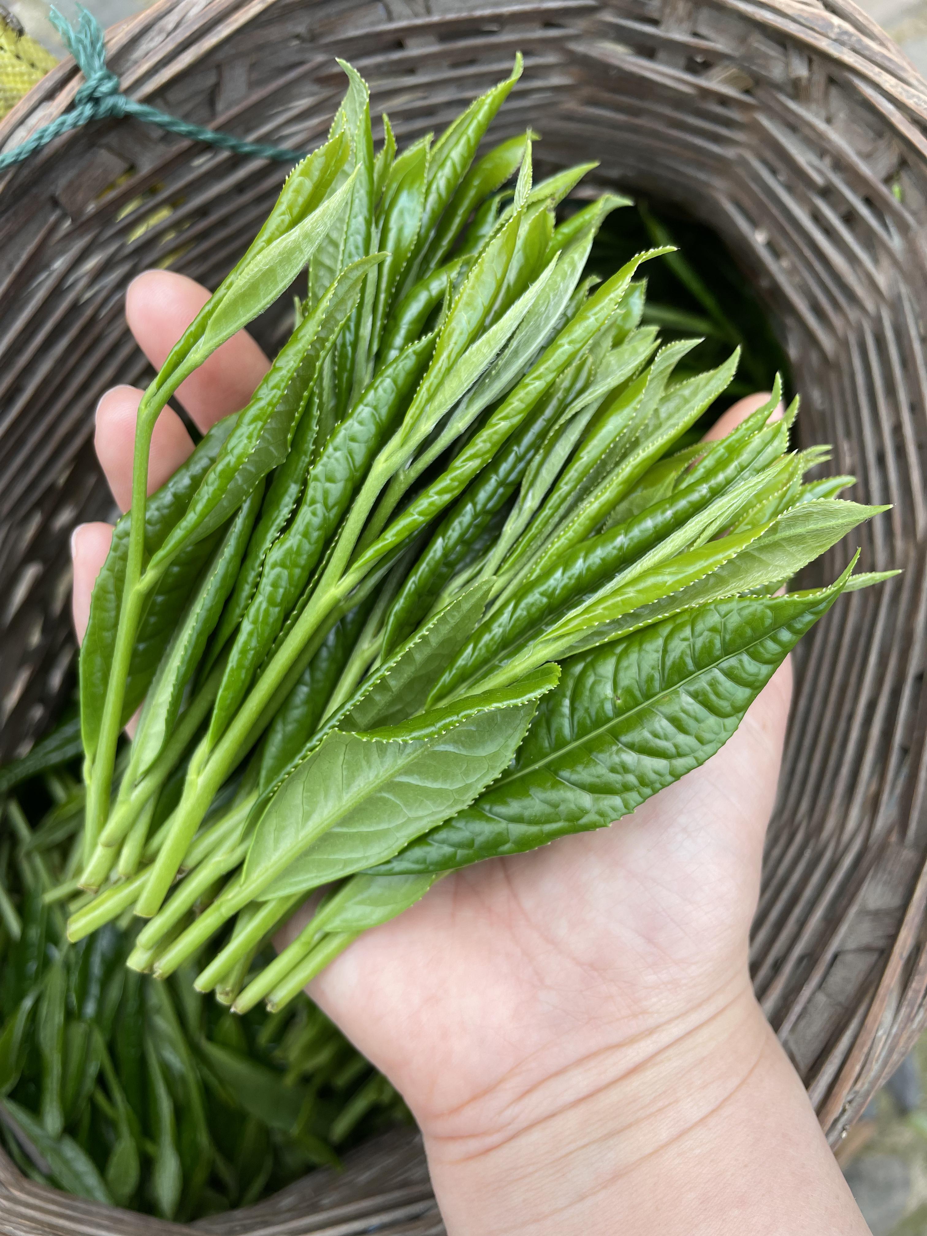 太平猴魁是中国十大名茶之一,黄山市黄山区新明乡猴坑村是太平猴魁的